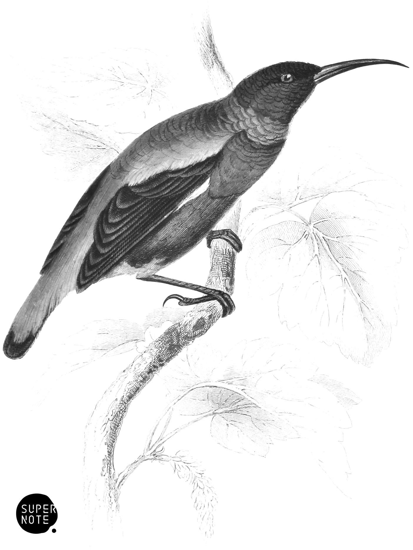 Splendid Sun-Bird (vol-36 plate-5).png