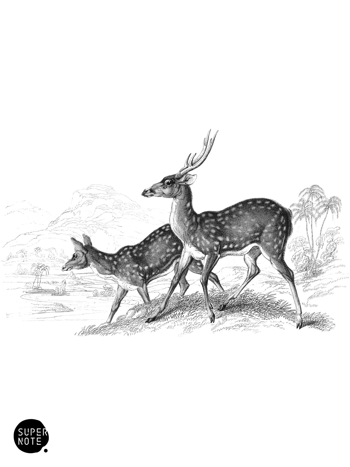 Spotted Axis (vol-11 plate-13).png
