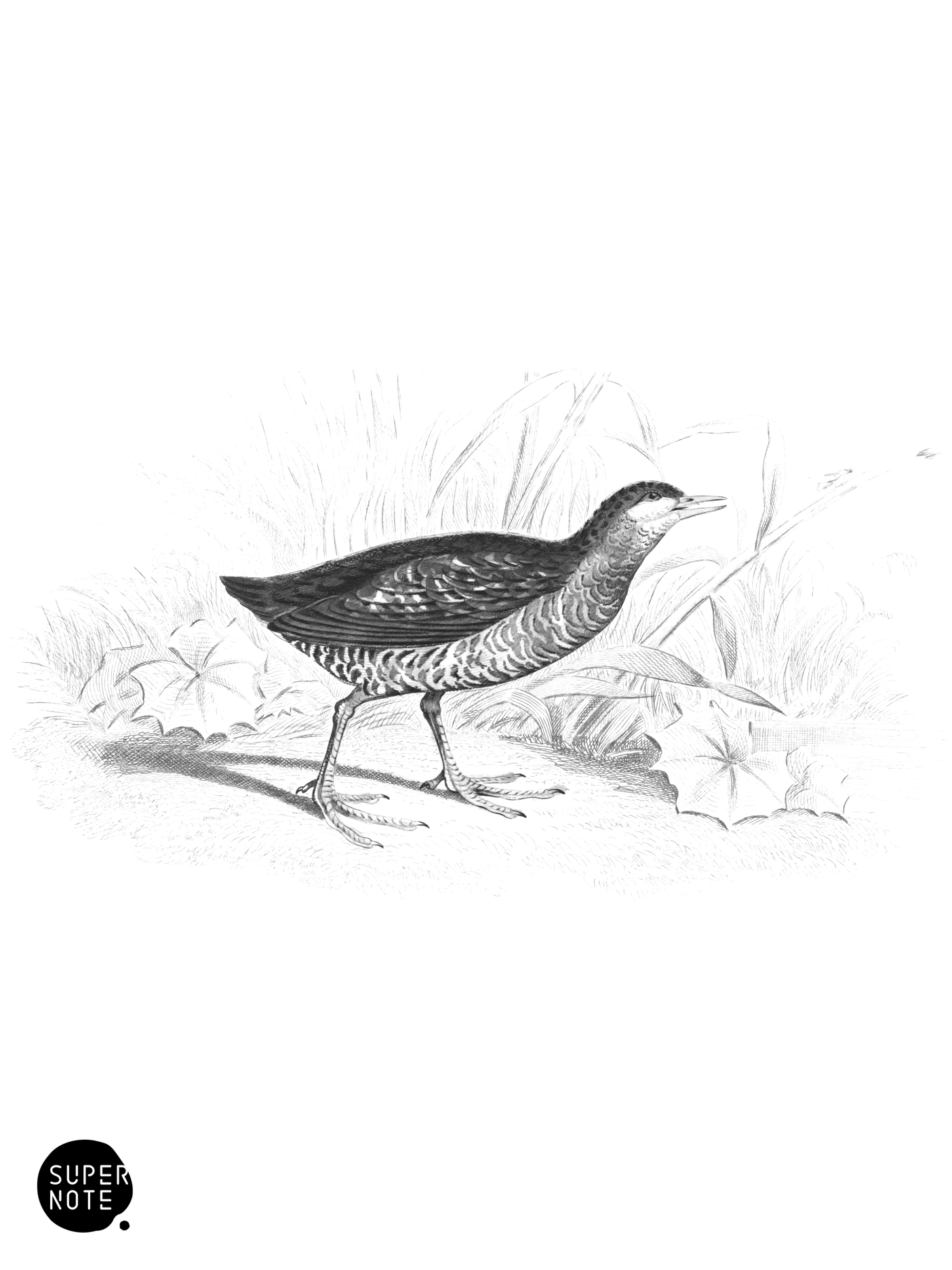 Spotted Crake (vol-34 plate-30).png