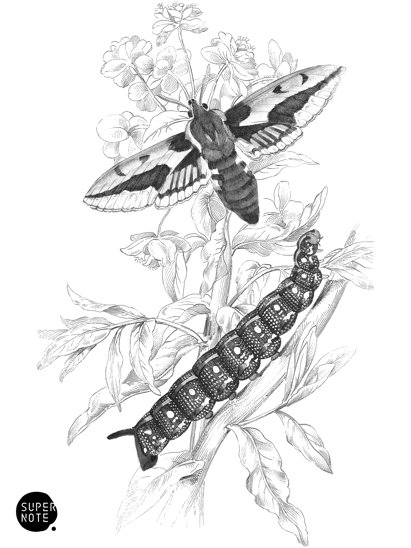 Spotted Elephant Hawk-Moth (vol-14 plate-8).png