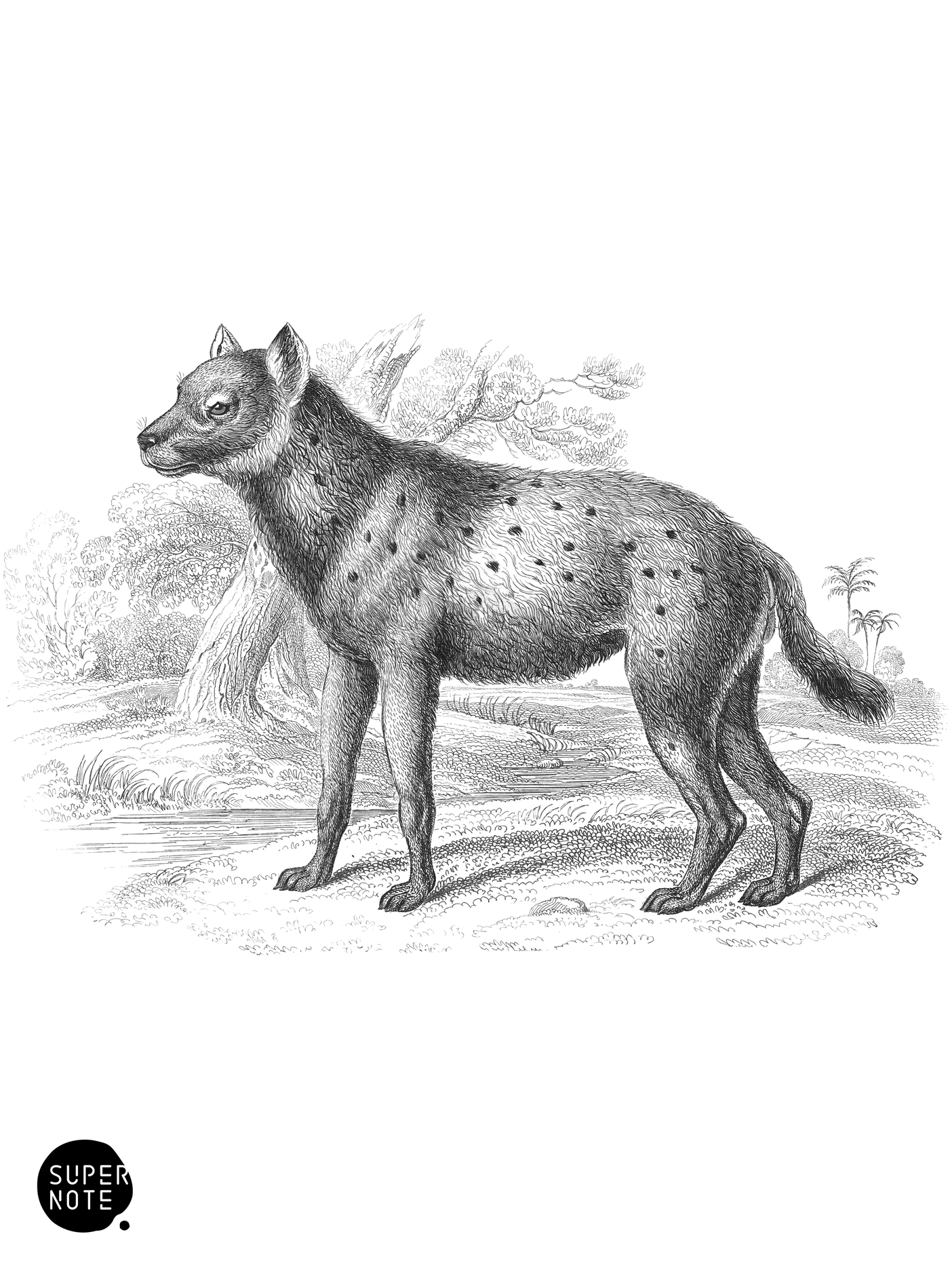Spotted Hyæna (vol-28 plate-25).png