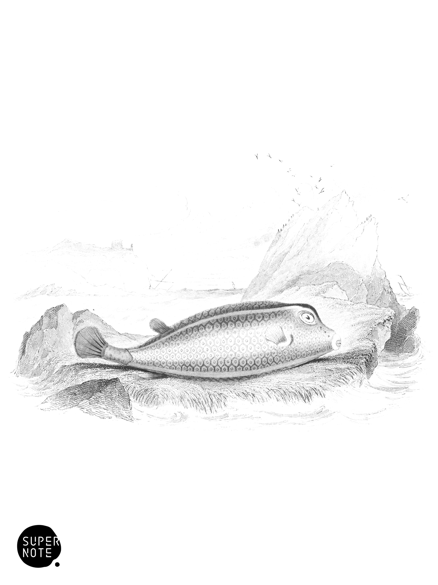 Spotted Ostracion (vol-27 plate-15).png