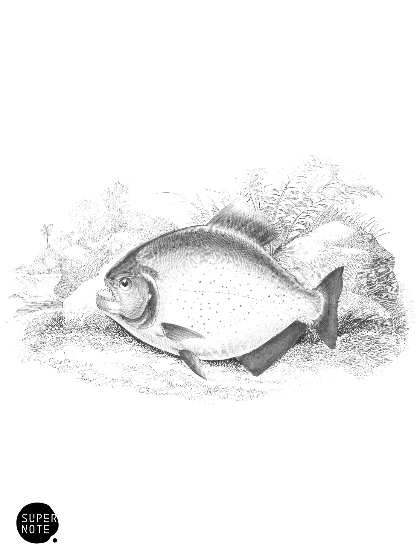 Spotted Saw-Bellied Salmon (vol-32 plate-17).png