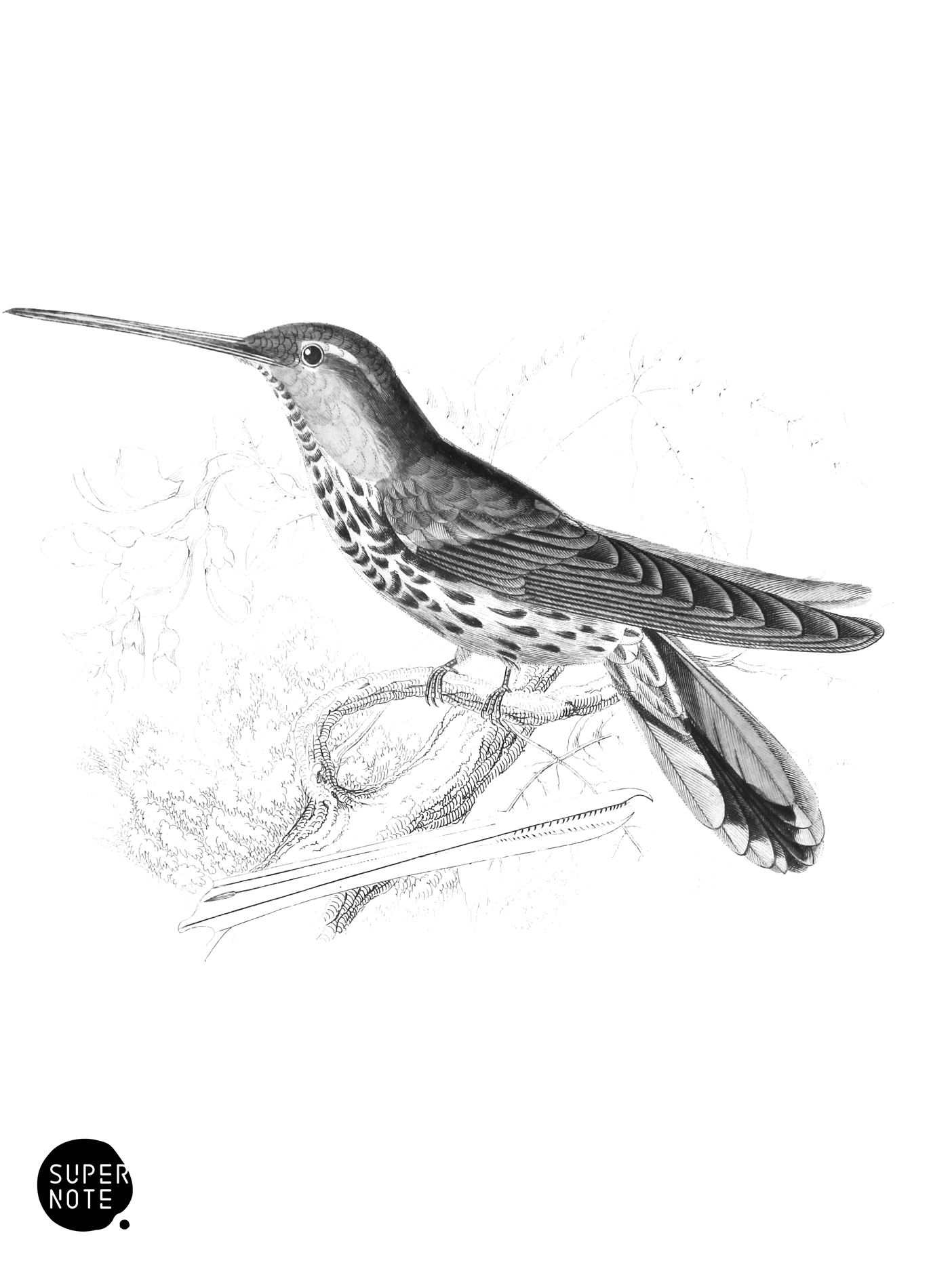 Spotted Saw-Billed Humming-Bird (vol-01 plate-1).png