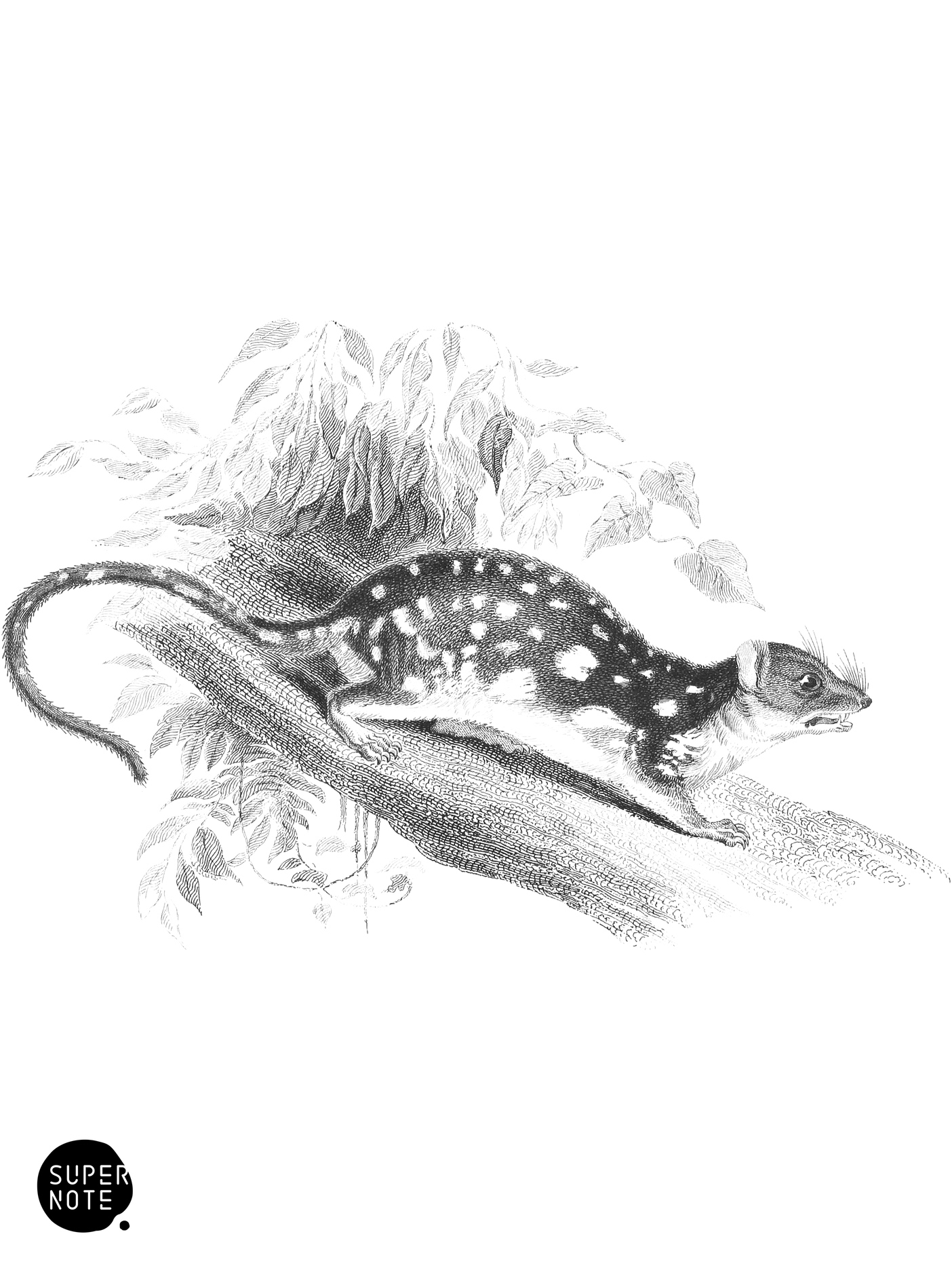 Spotted-Tailed Dasyurus (vol-30 plate-6).png