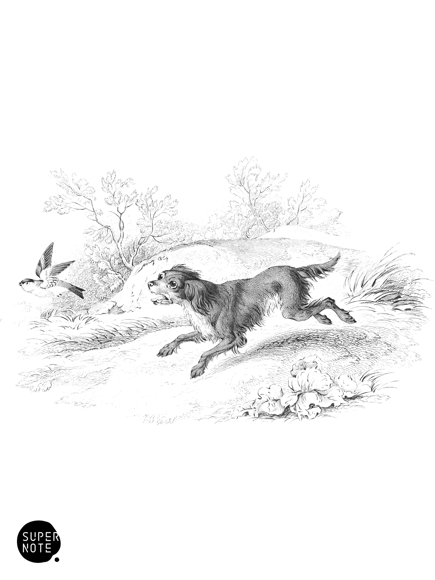 Springer (vol-28 plate-16).png