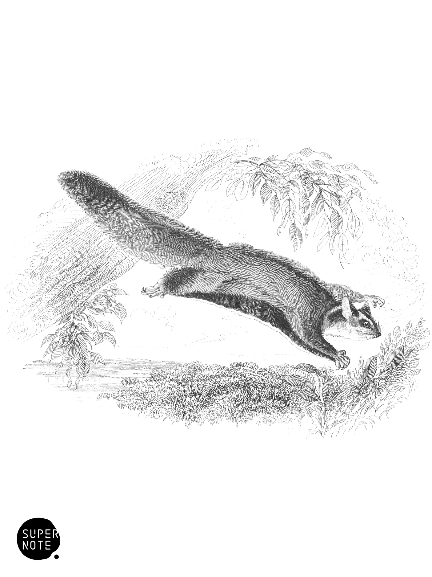 Squirrel-Like Petaurus (vol-30 plate-28).png