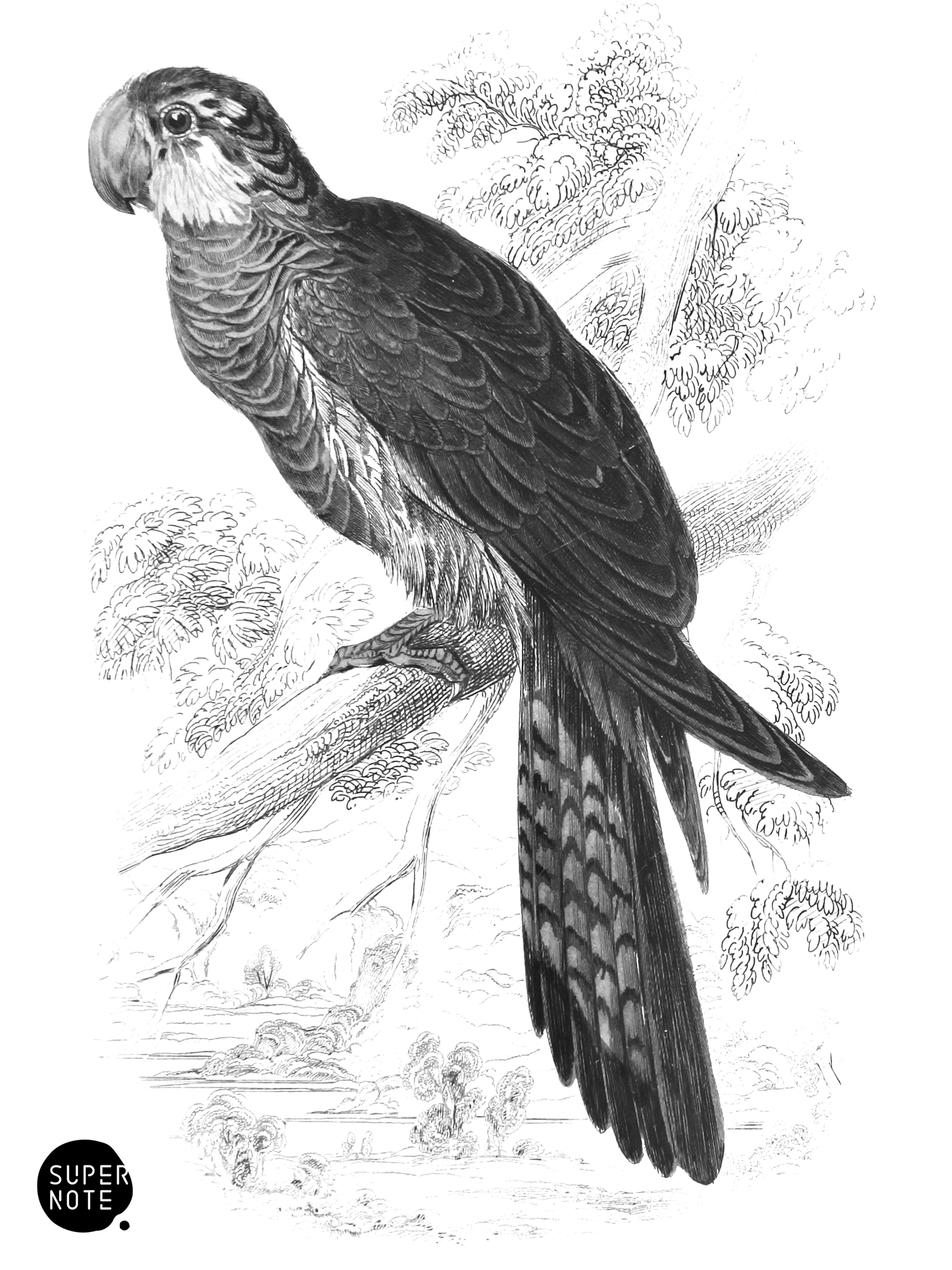 Stellated Geringore (vol-15 plate-15).png