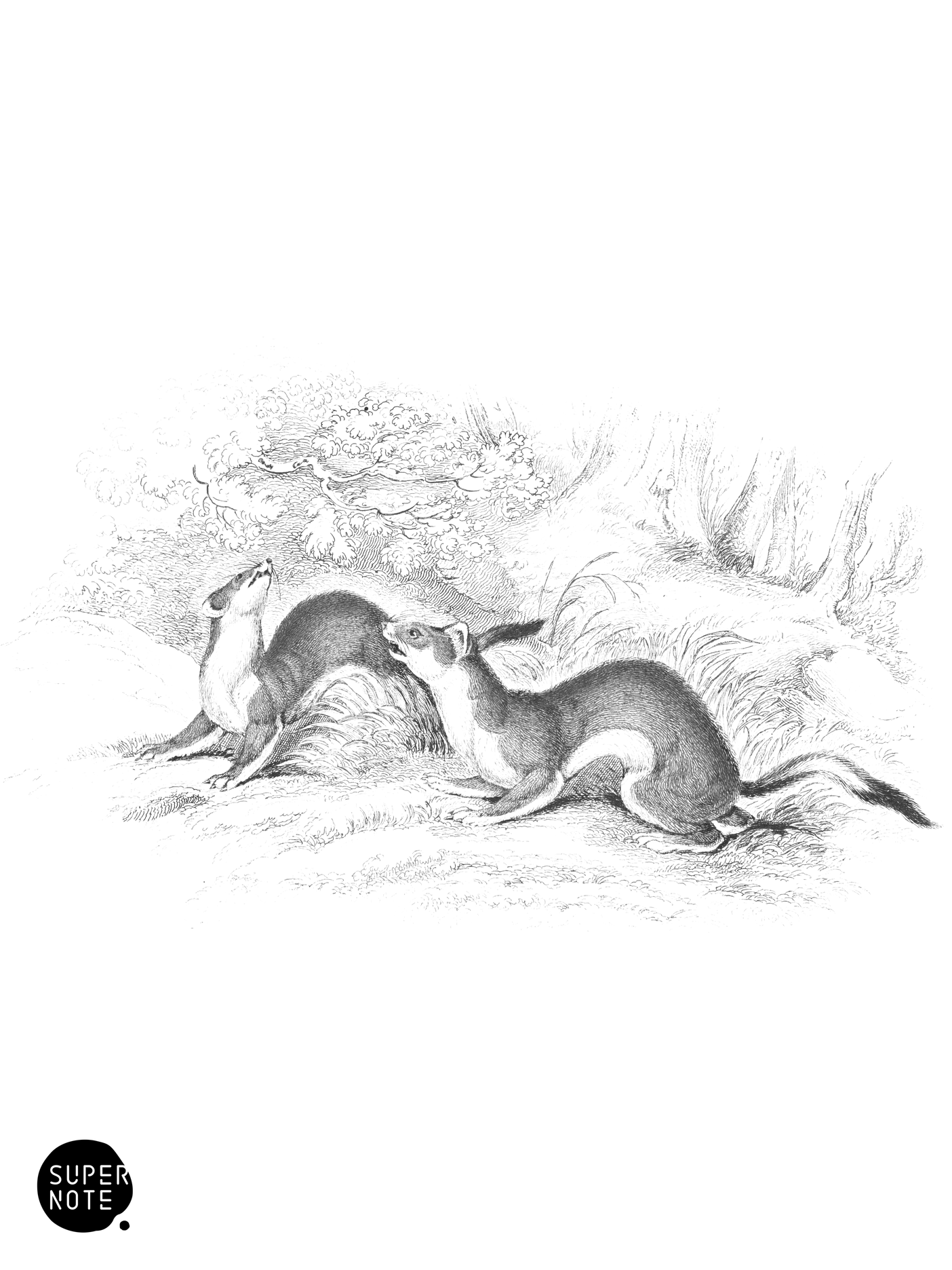 Stoat or Ermine in Summer (vol-22 plate-11).png