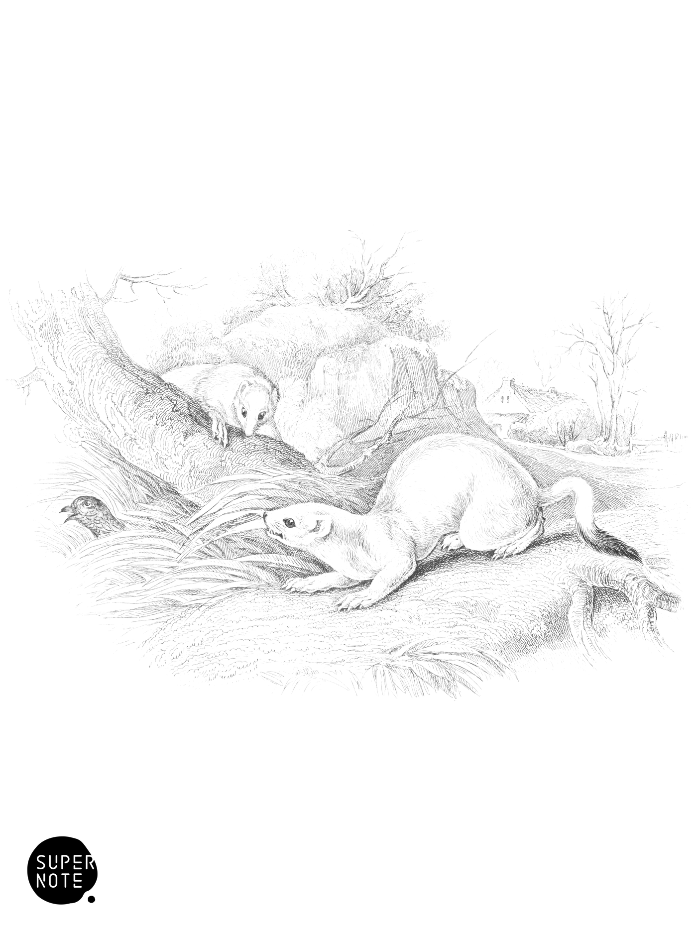 Stoat or Ermine in Winter (vol-22 plate-12).png