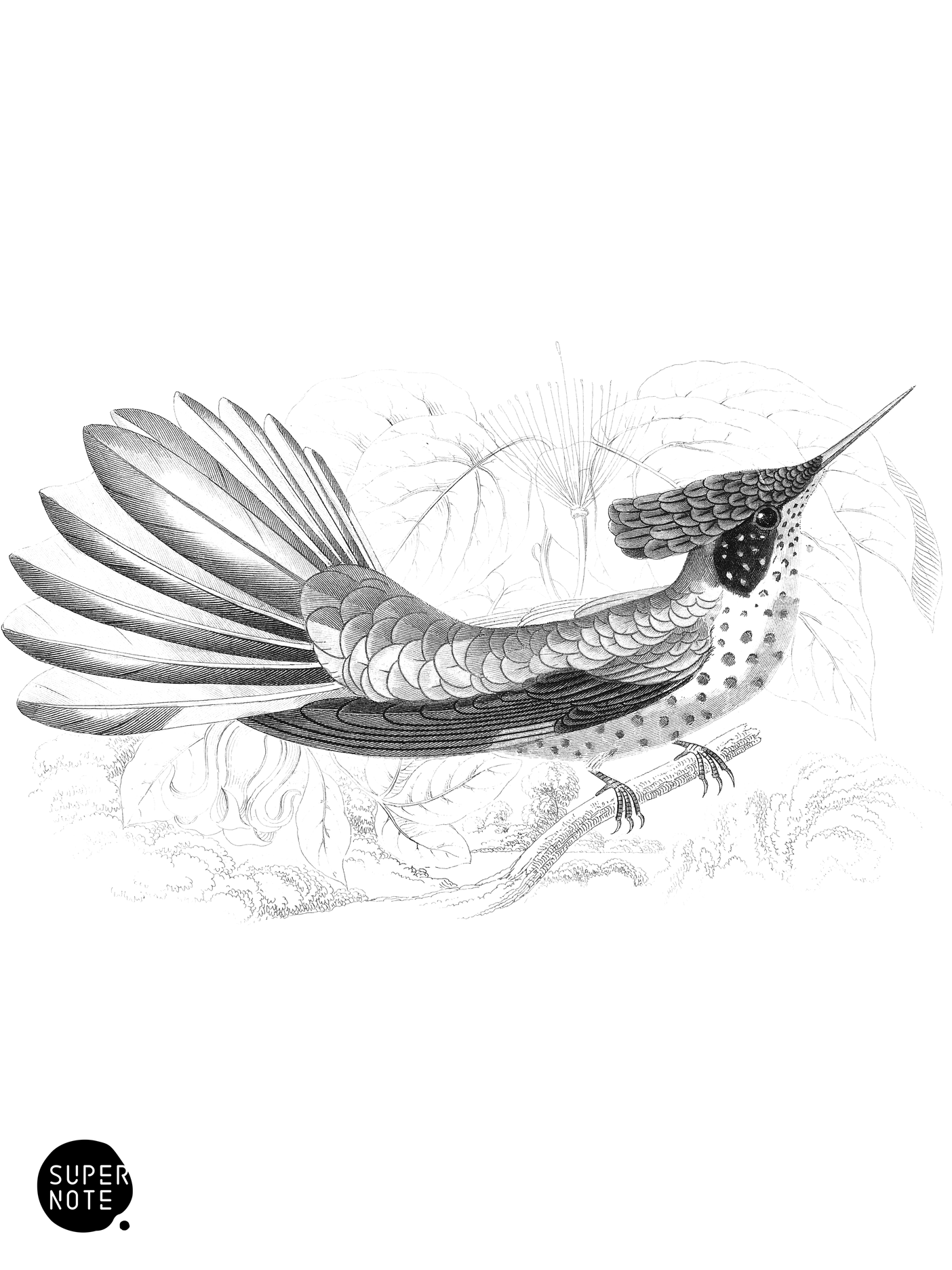 Stoke’s Humming-Bird (vol-03 plate-5).png