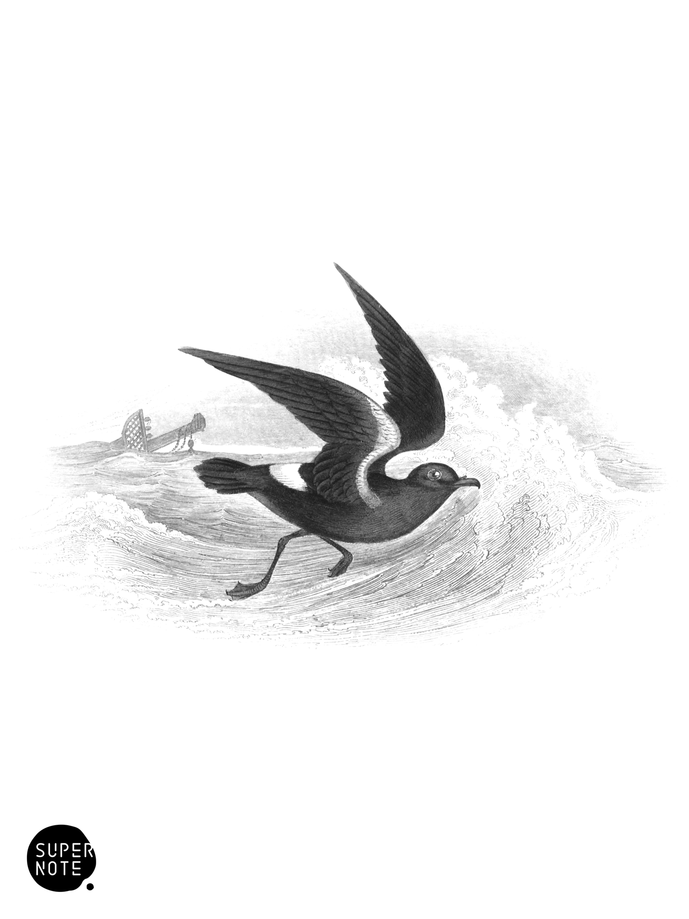Storm Petrel (vol-40 plate-30).png