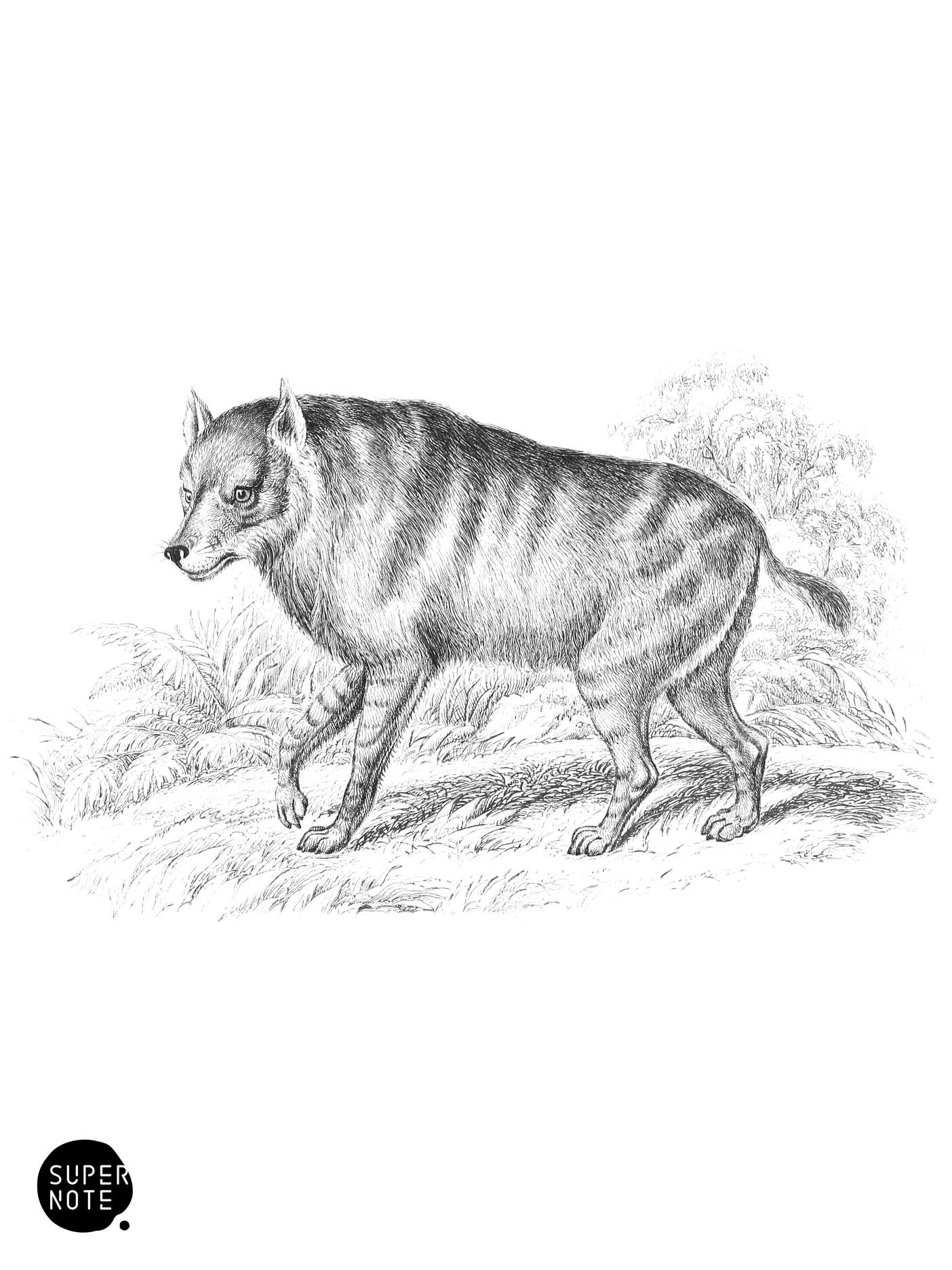 Strand Hyæna (vol-28 plate-29).png