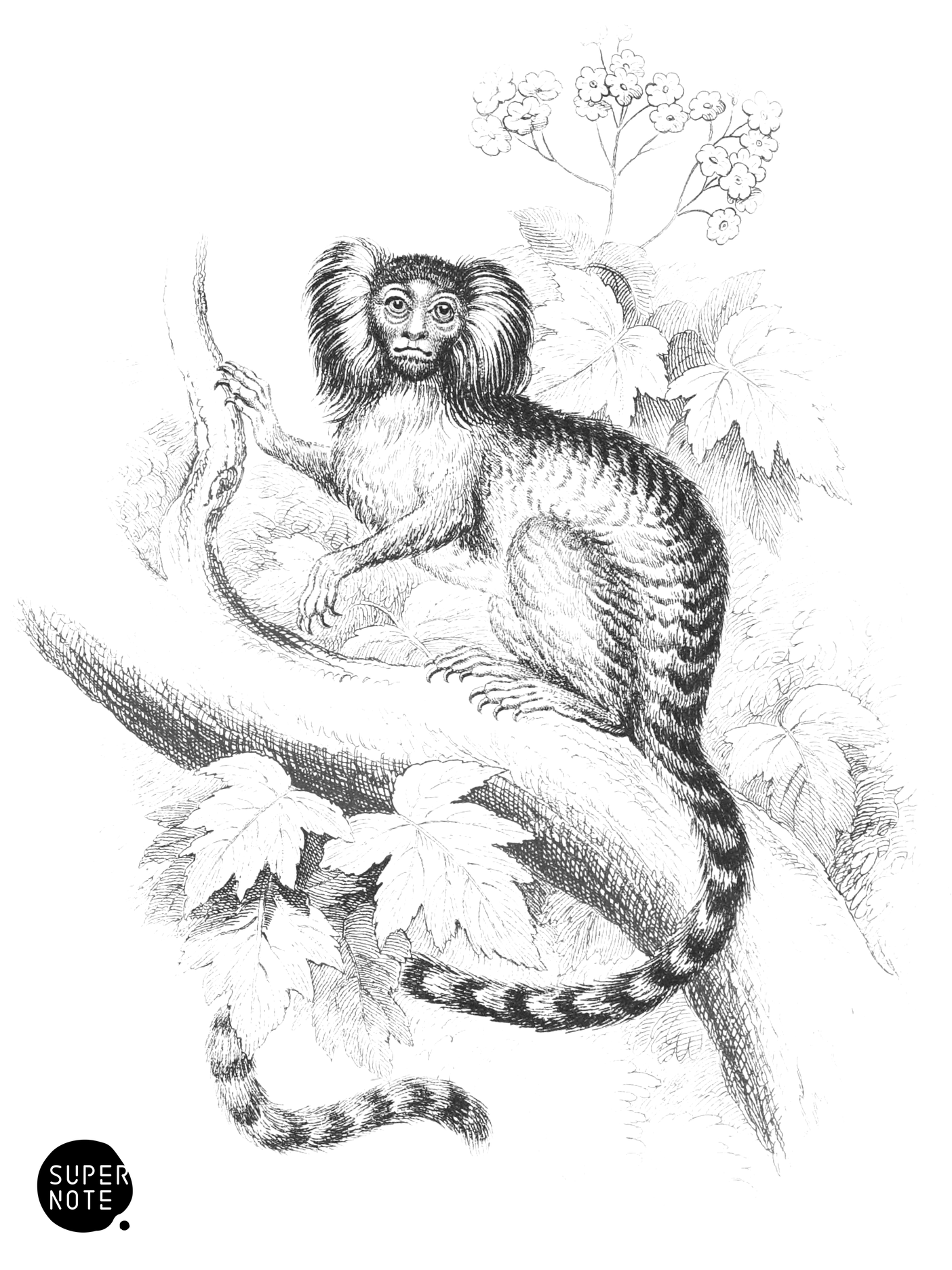 Striated Monkey (vol-02 plate-27-cw).png