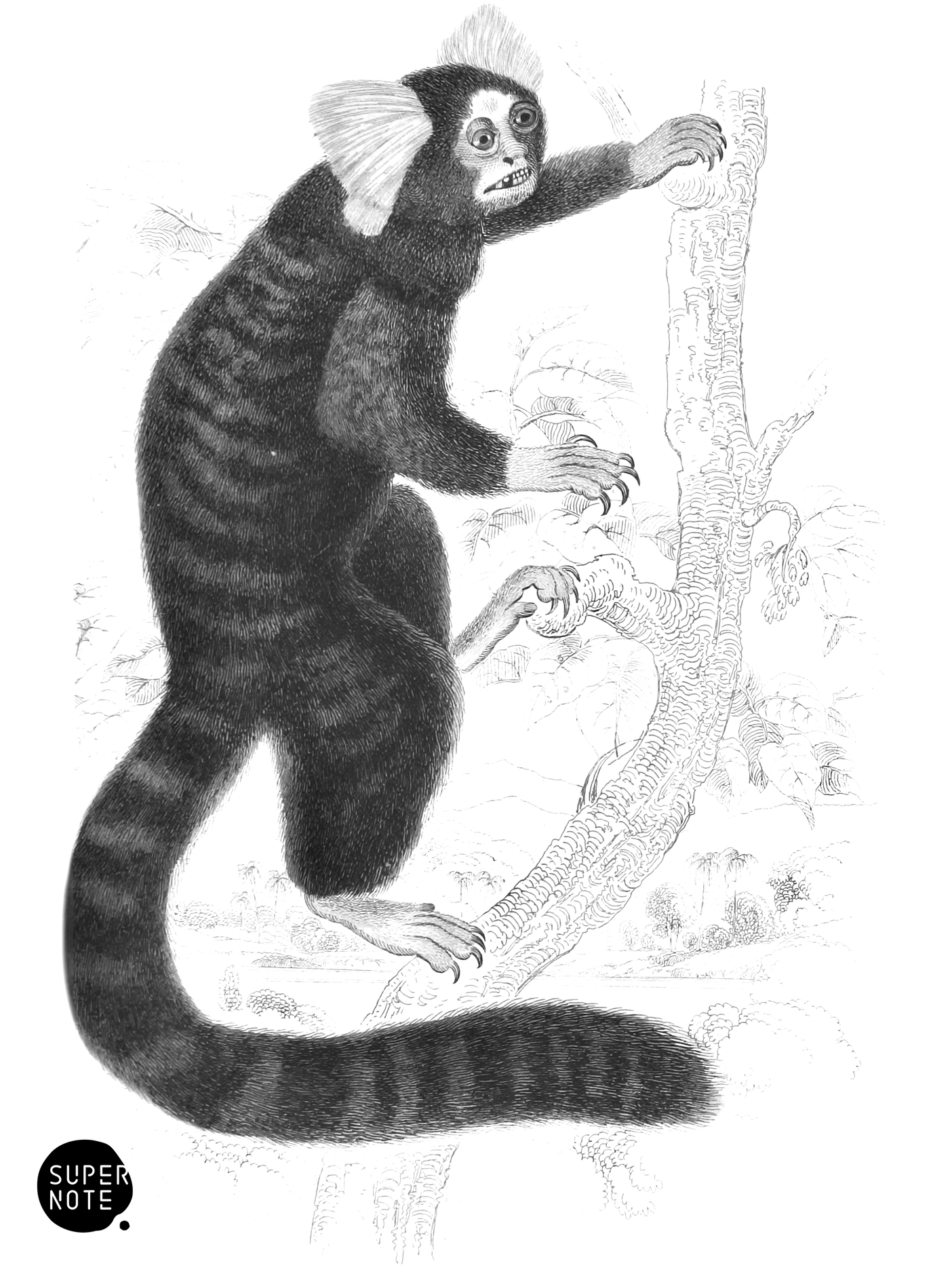 Striated Monkey (vol-02 plate-27-lizars).png