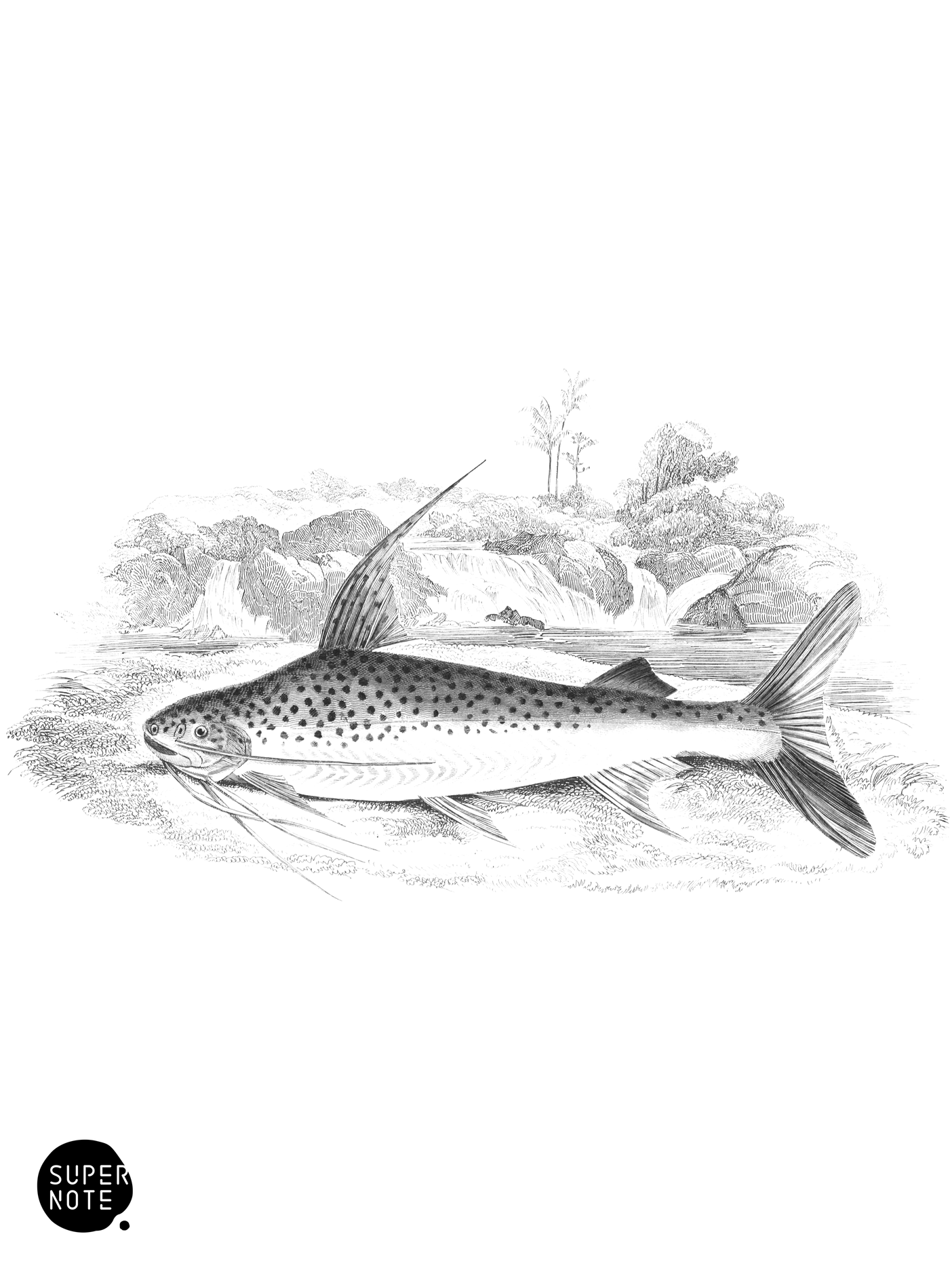 Stripe-Tailed Pimelodus (vol-32 plate-7).png