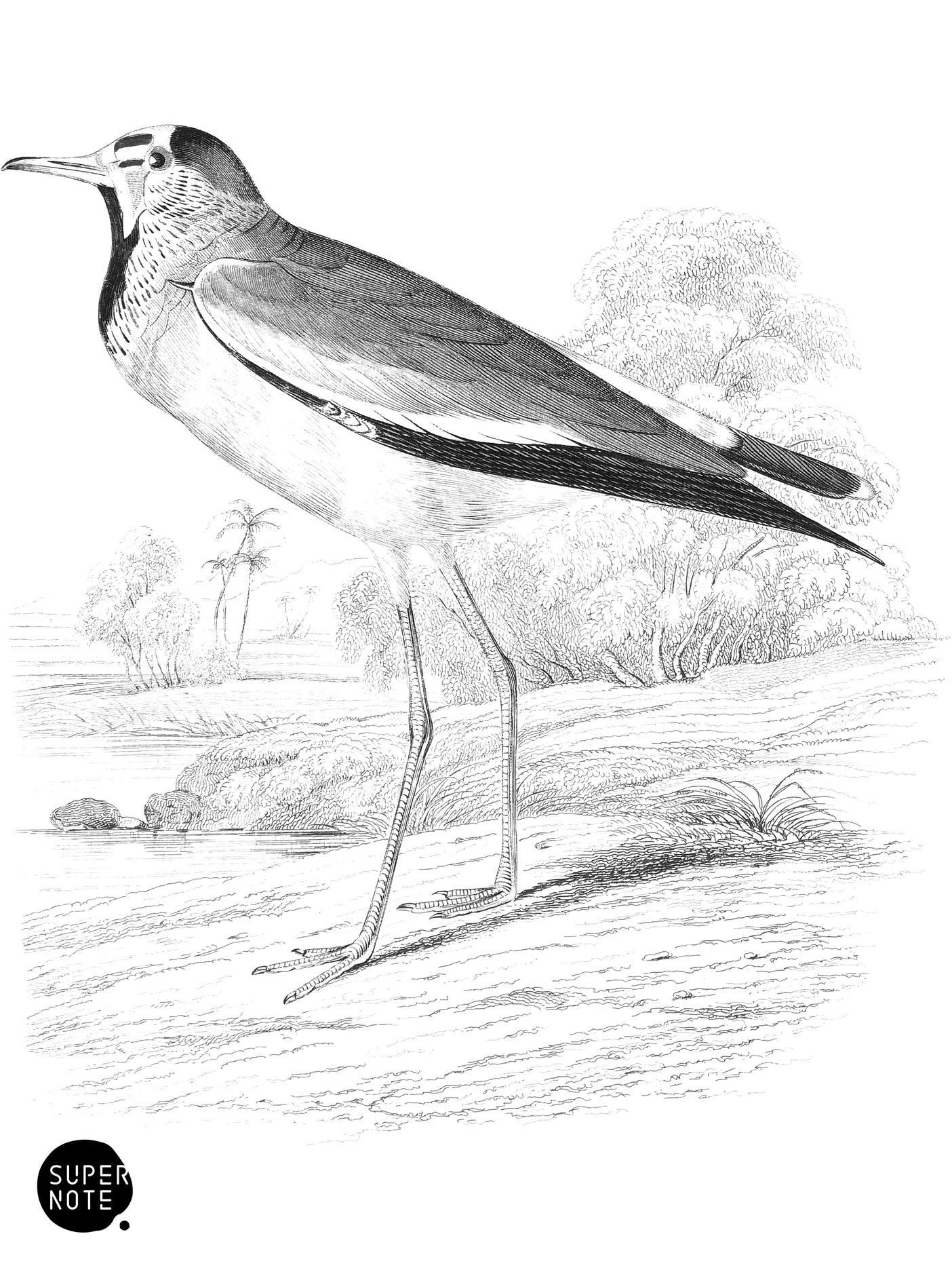 Stripe-Throated Lapwing (vol-19 plate-27).png