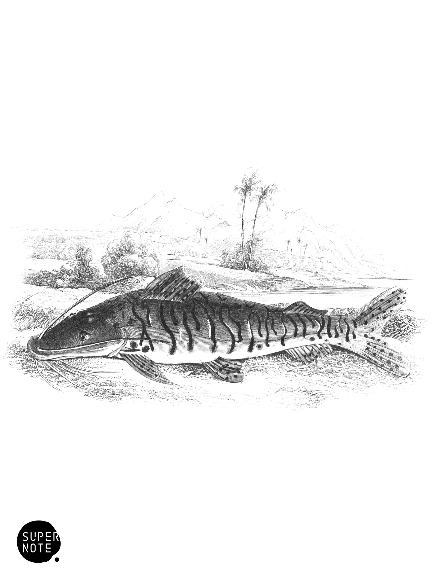 Striped Platystoma (vol-32 plate-8).png