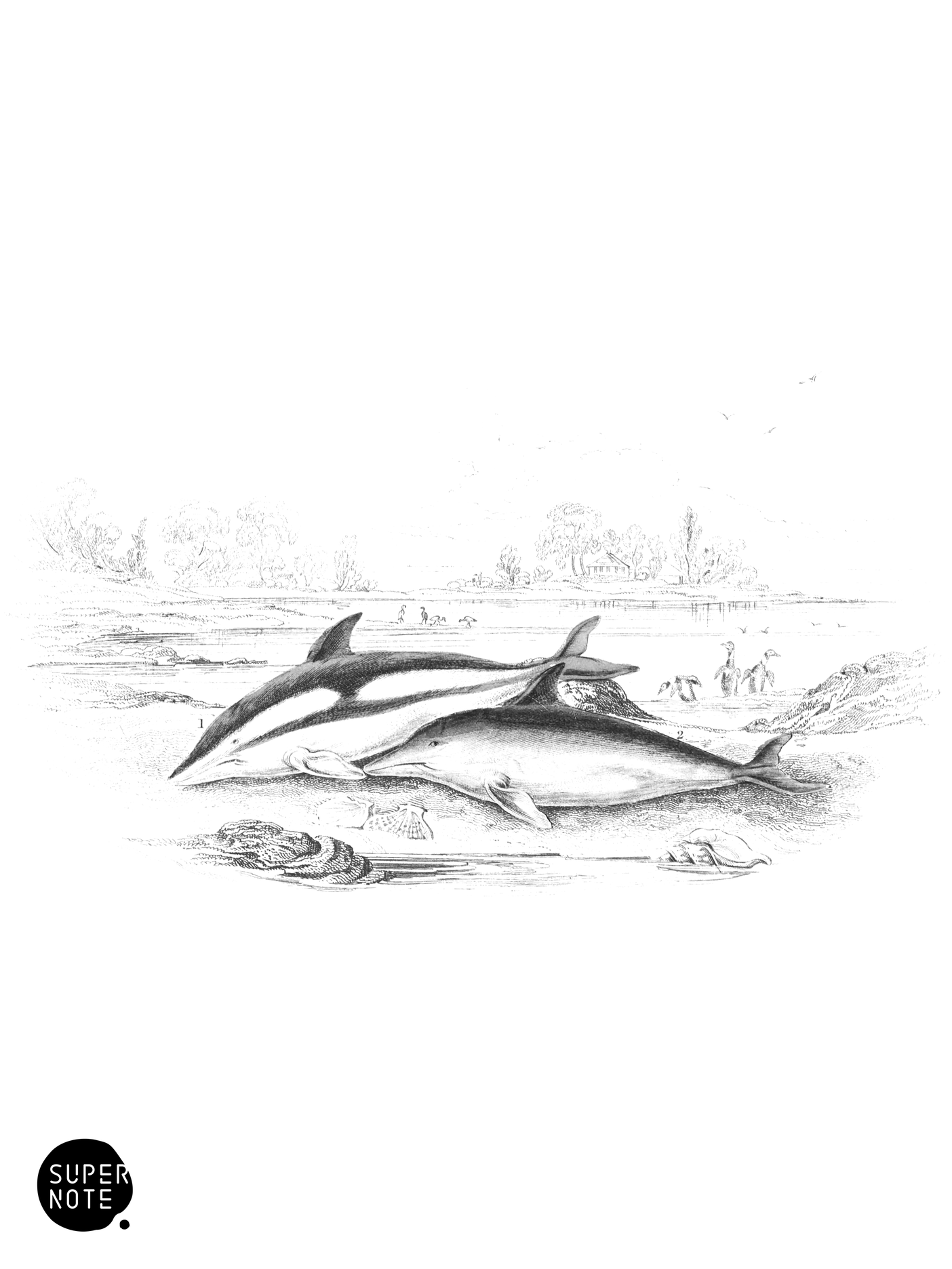 Striped Porpoise & Fuenas of the Chilians (vol-16 plate-22).png