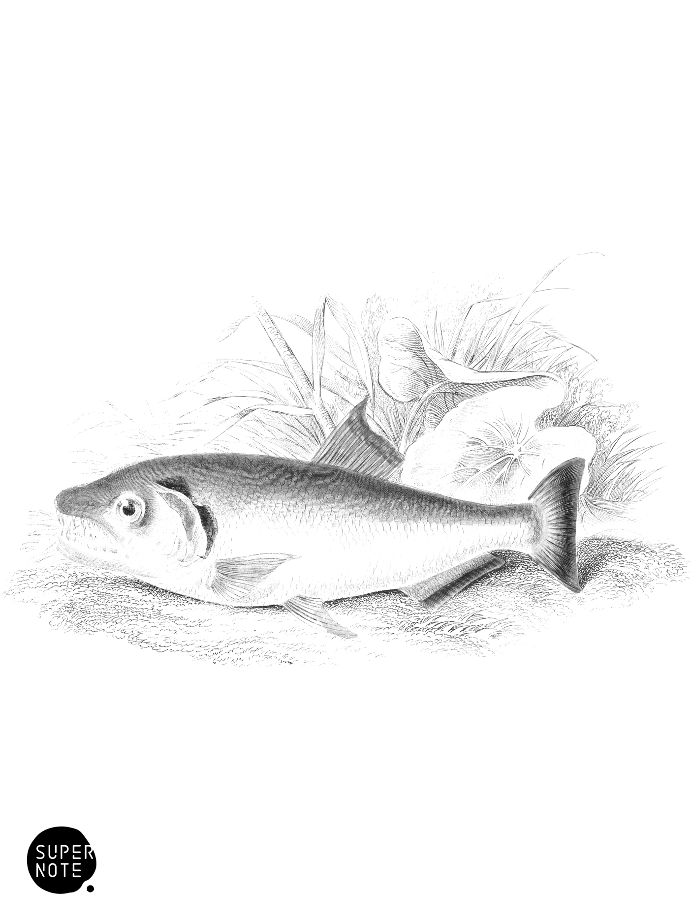 Strong-Toothed Hydrocyon (vol-32 plate-25-star).png