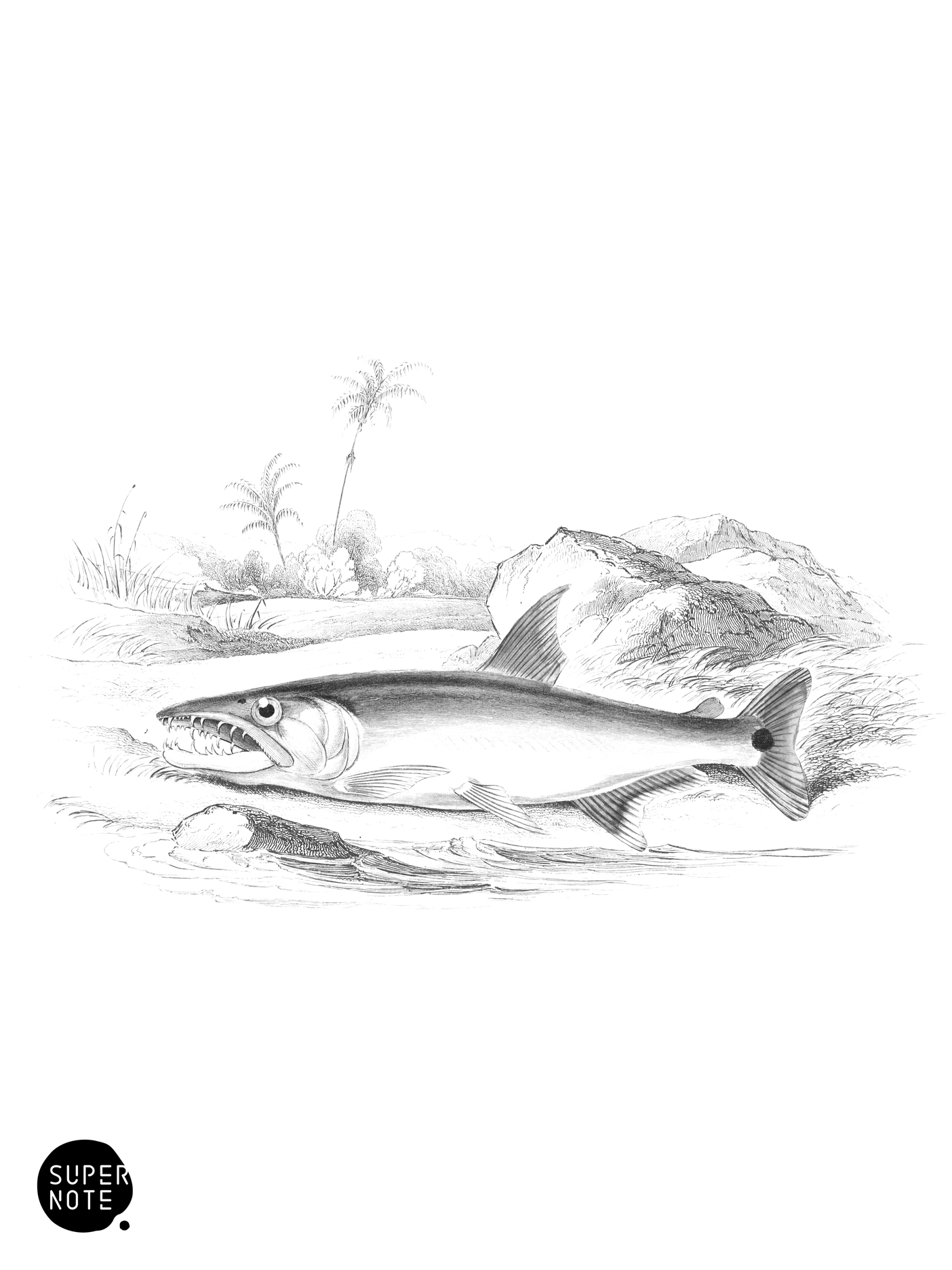 Strong-Toothed Hydrocyon (vol-32 plate-25).png