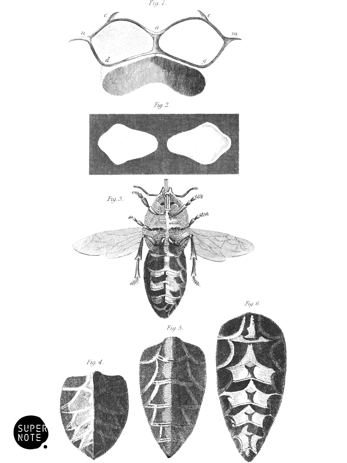 Structure of a Bee (vol-26 plate-3).png