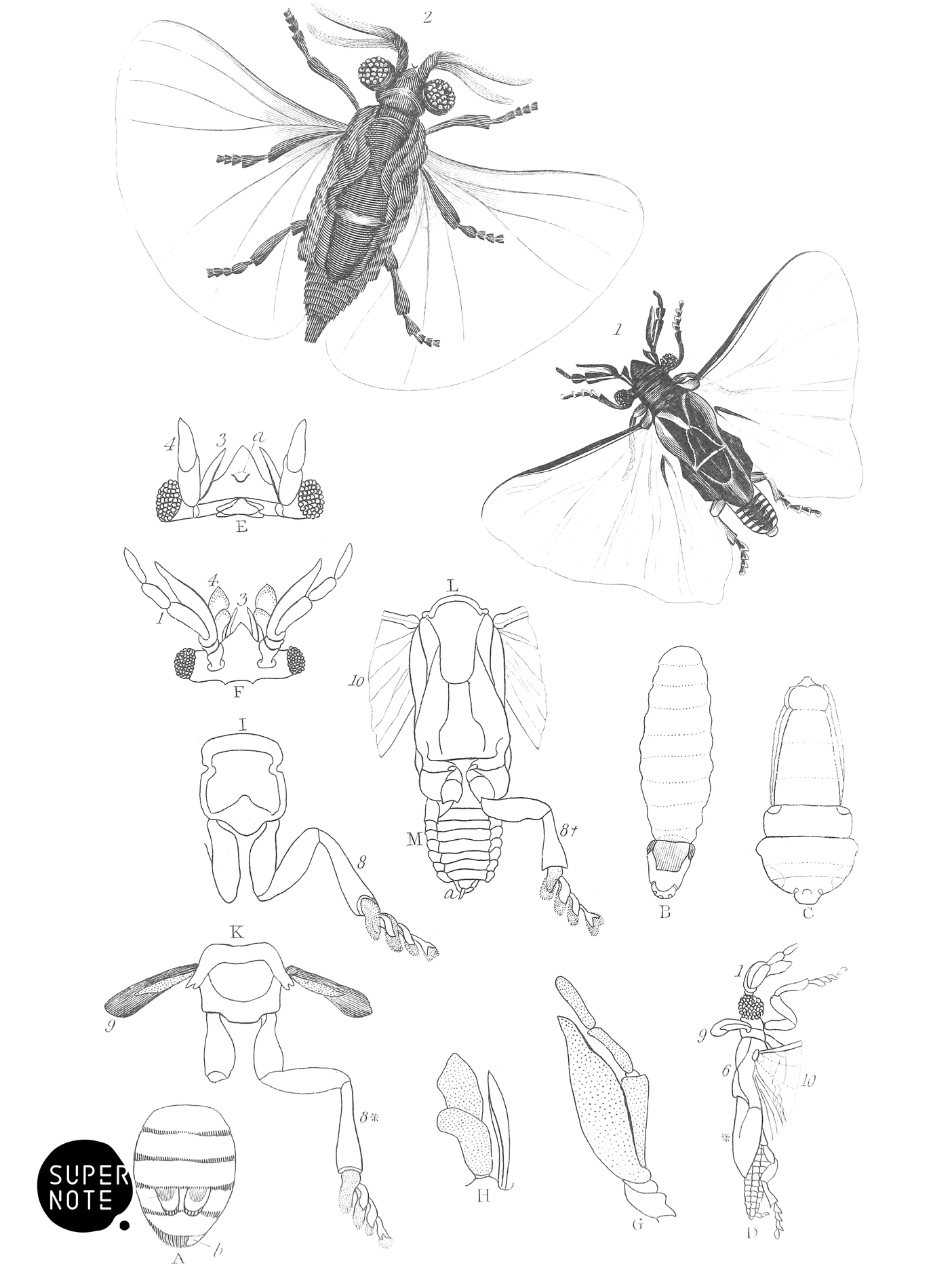 Stylops Dalii with Anatomy & Xenos Peckii (vol-29 plate-33).png