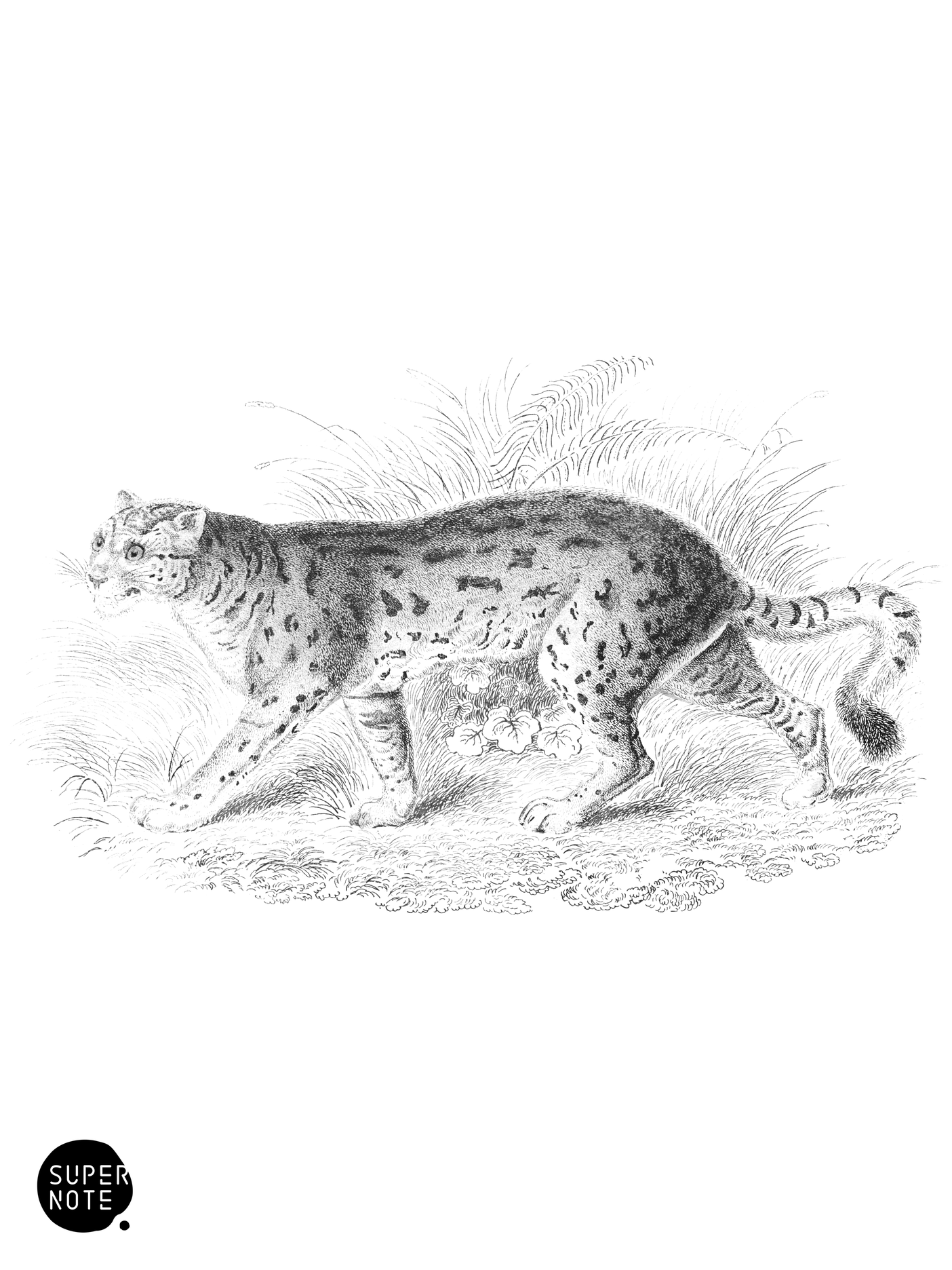 Sumatran Cat (vol-04 plate-18).png