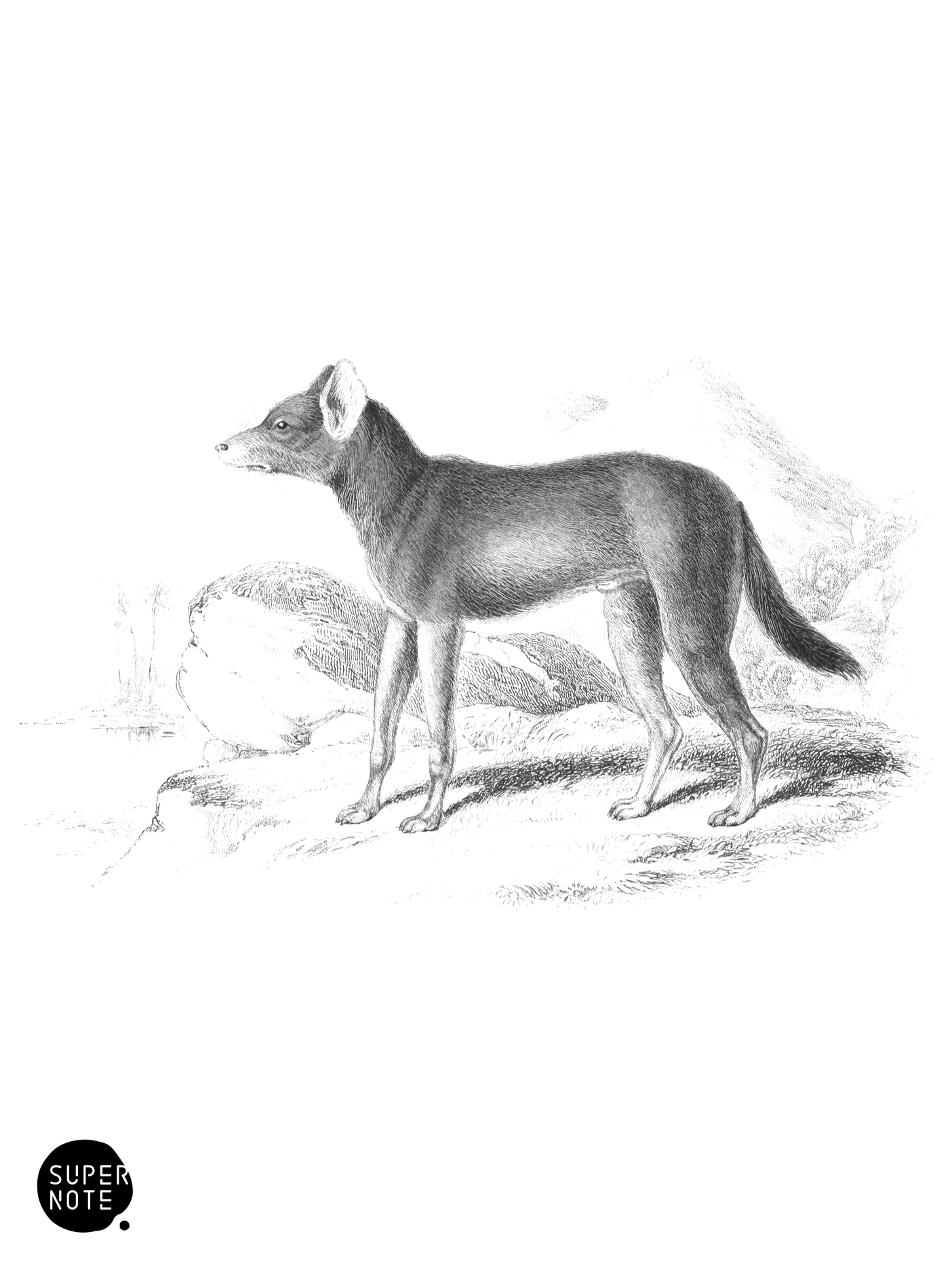 Sumatran Chrysæus (vol-25 plate-9).png
