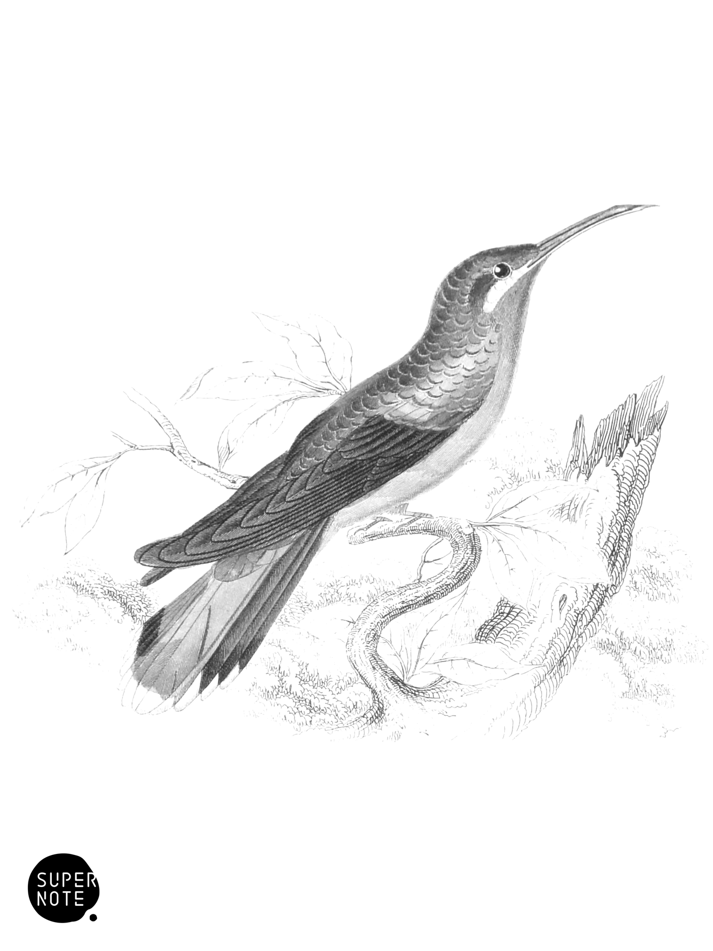 Supercilious Humming-Bird (Female) (vol-03 plate-27).png