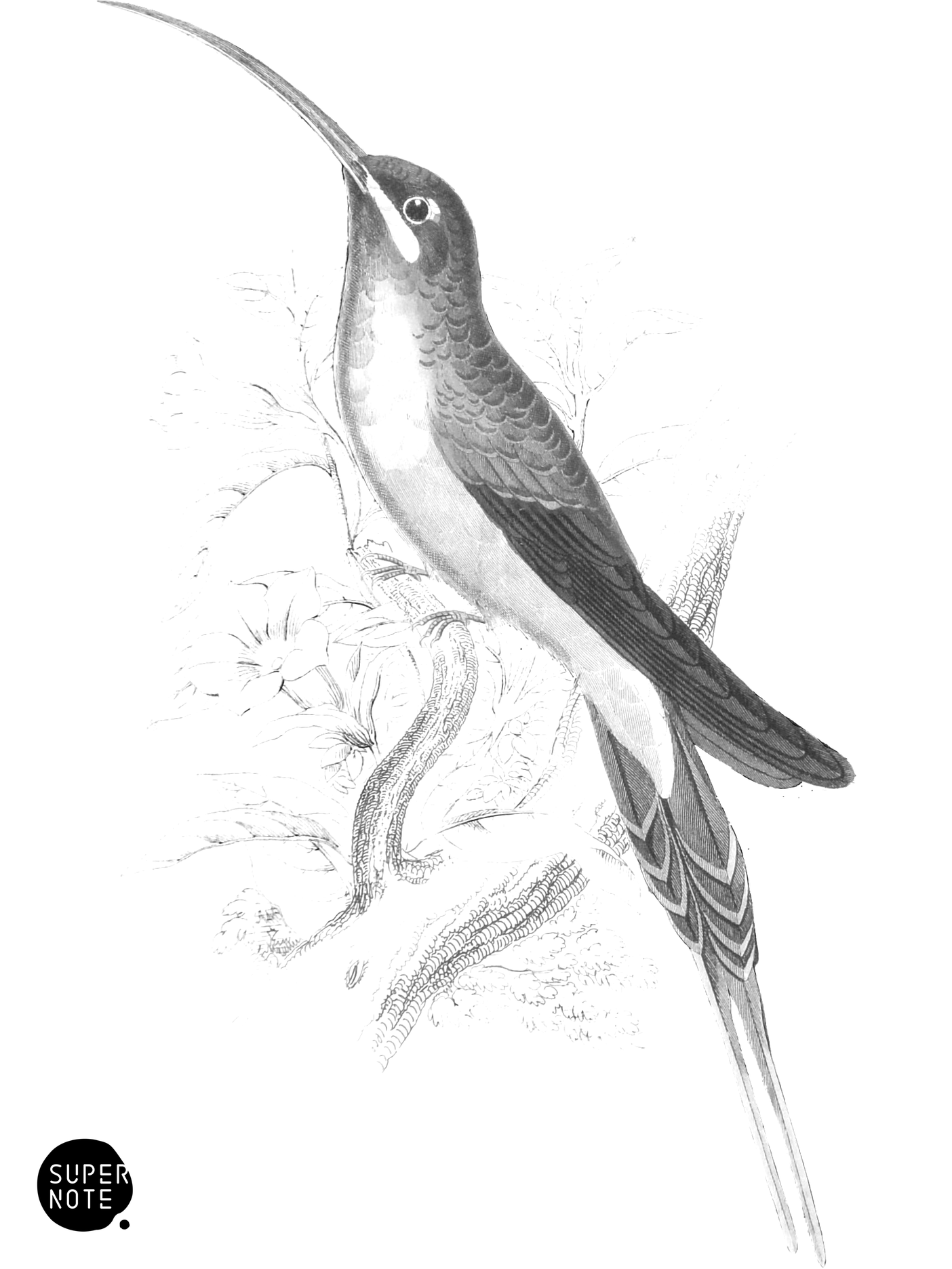 Supercilious Humming-Bird (Male) (vol-03 plate-26).png