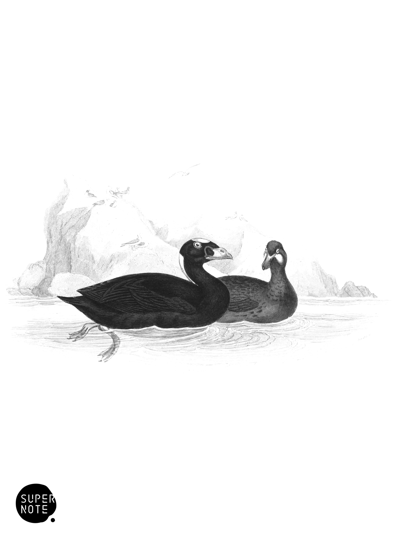 Surf Scoter (vol-40 plate-8).png