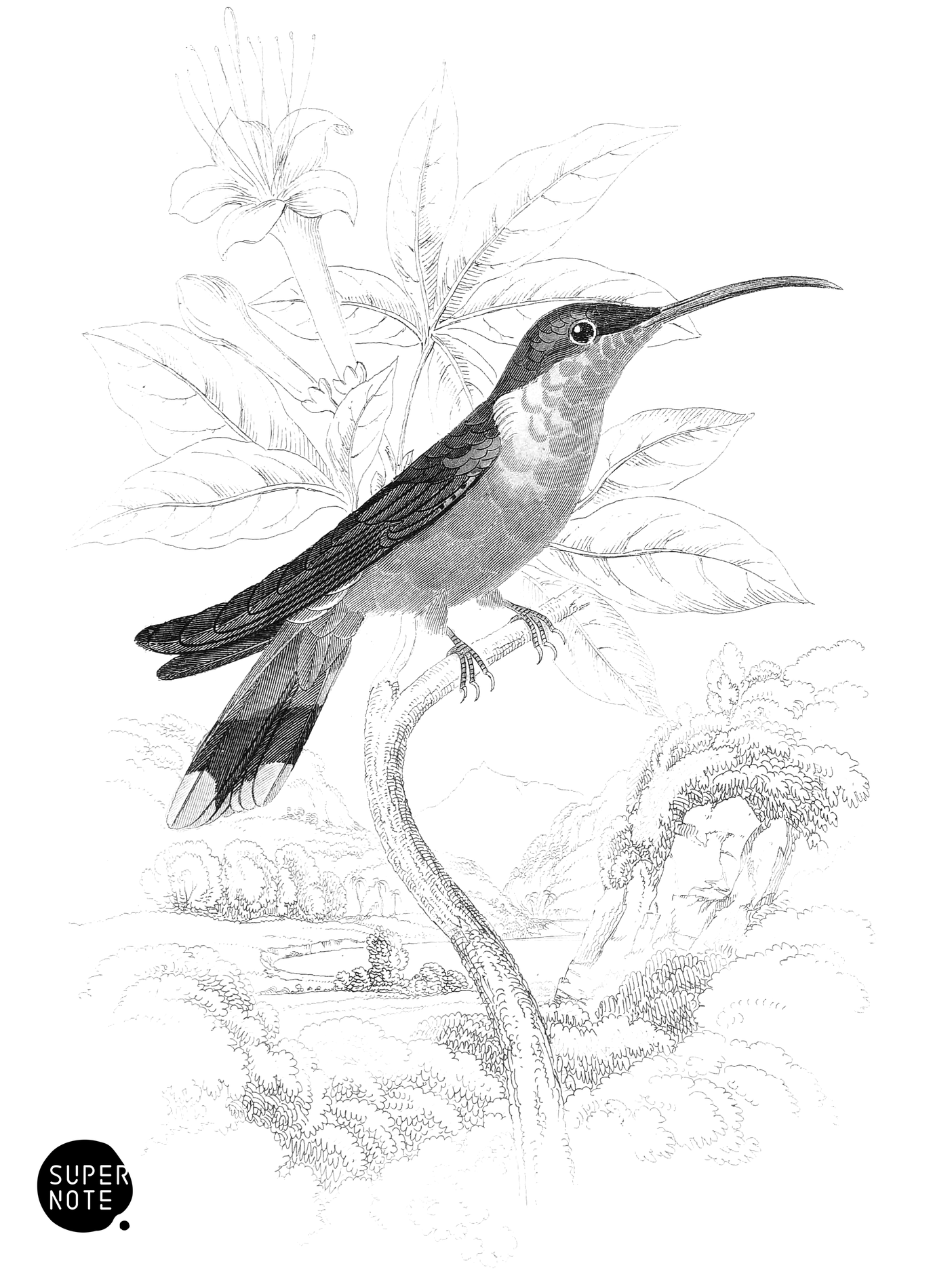 Swainson’s Humming-Bird (vol-03 plate-30).png