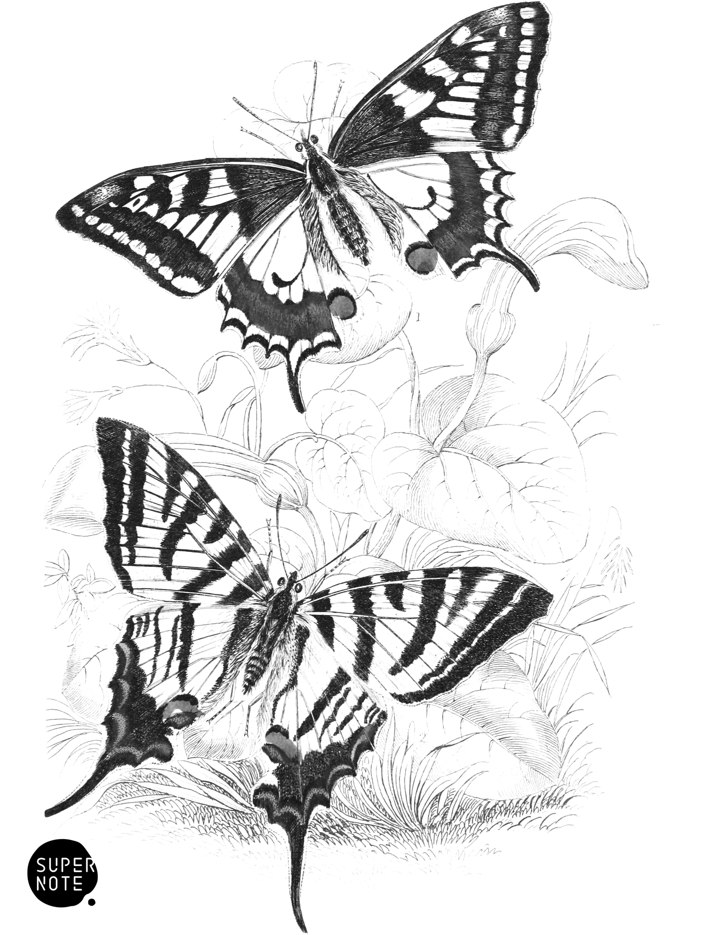 Swallow-Tail Butterflies (vol-10 plate-4).png