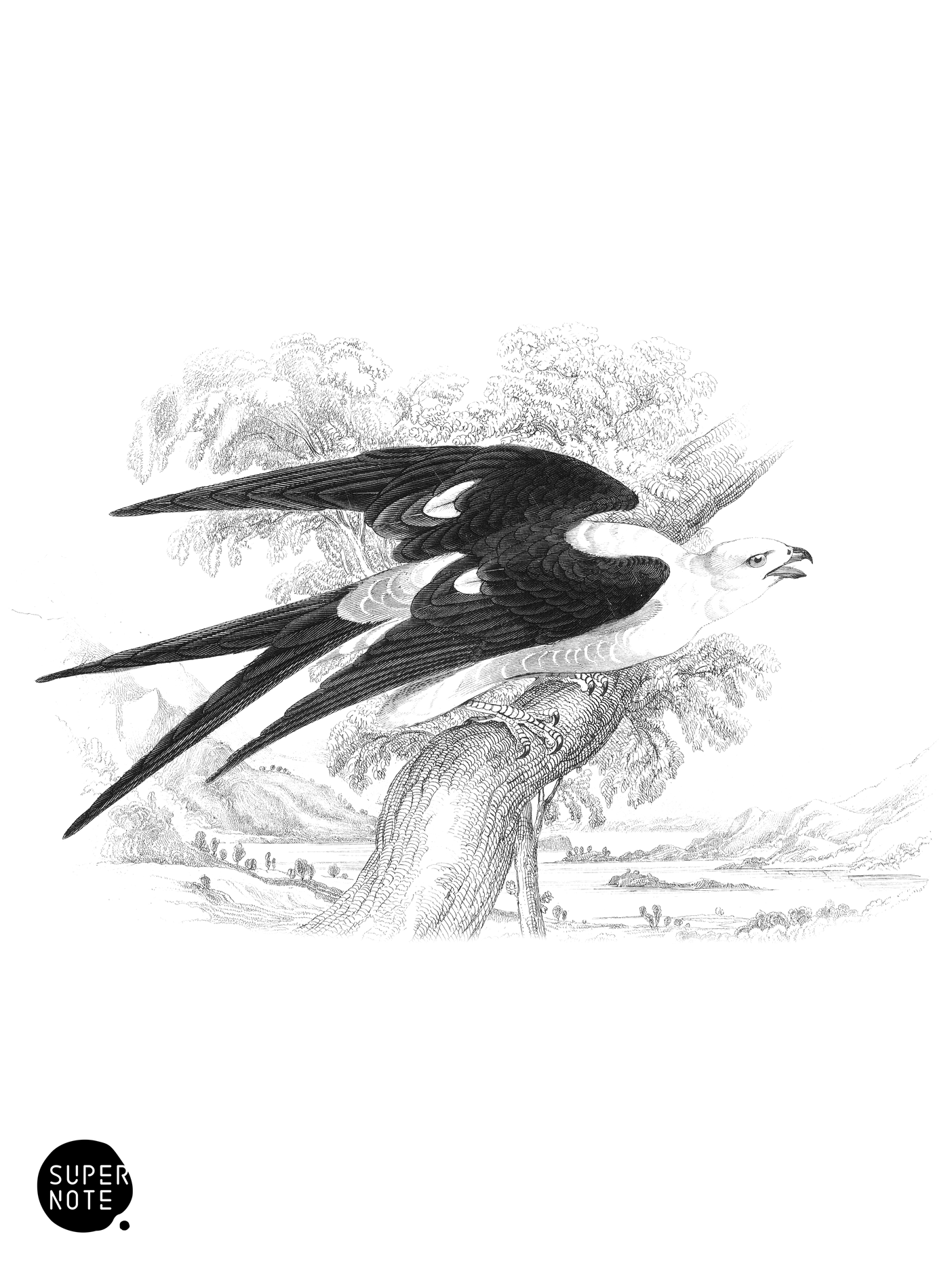 Swallow-Tailed Nauclerus (vol-20 plate-15).png
