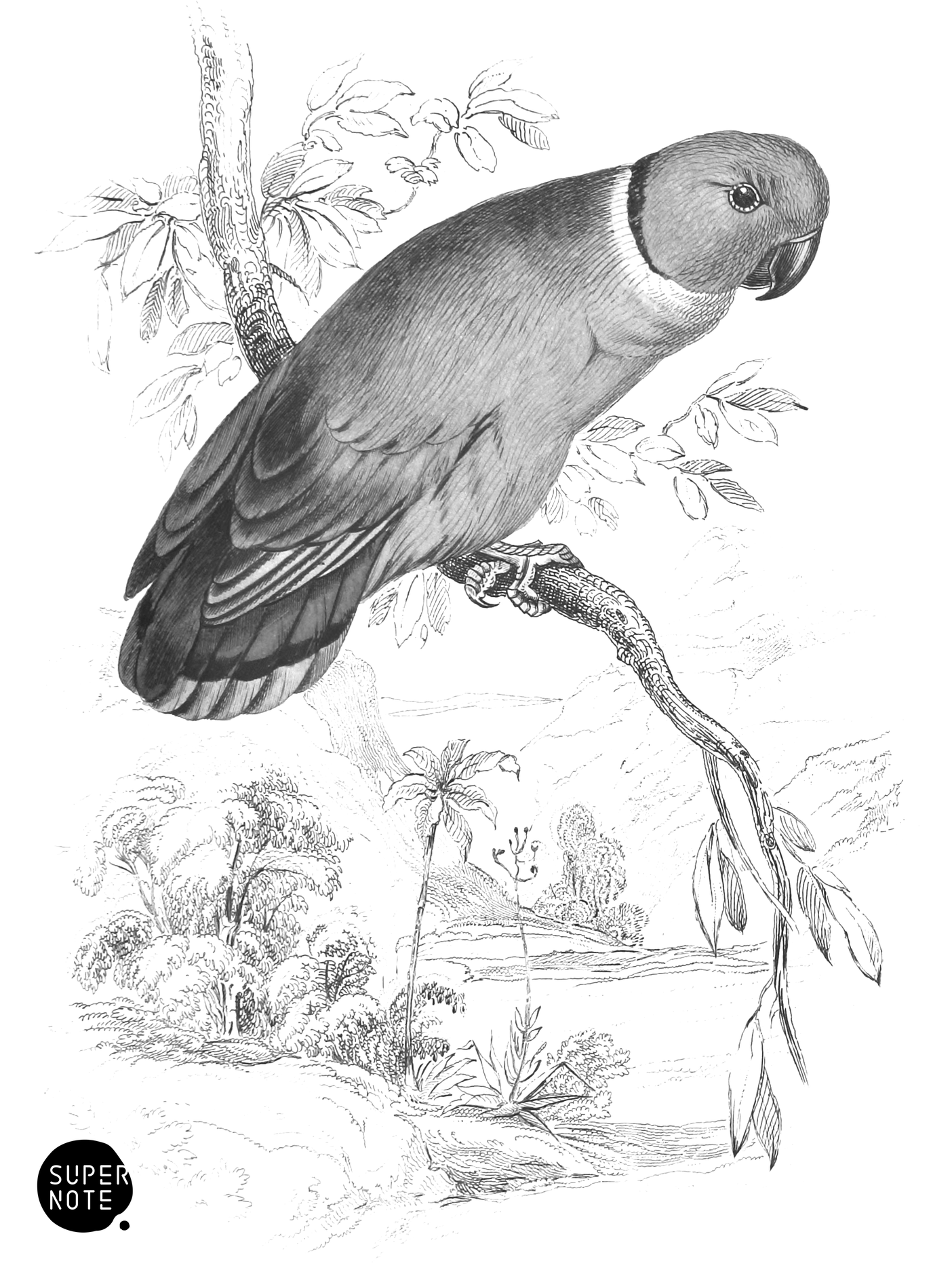 Swindern’s Love-Bird (vol-15 plate-11).png