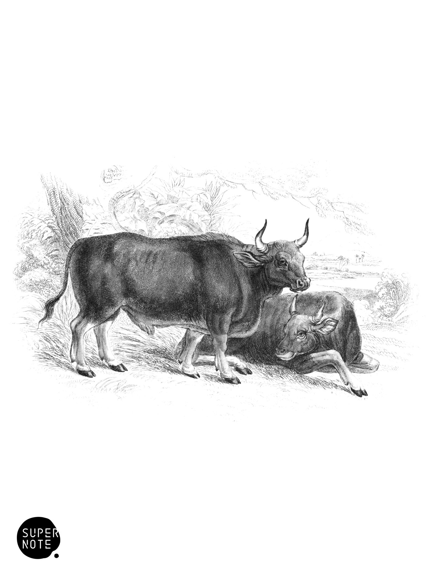 Sylhet Ox (vol-12 plate-31).png