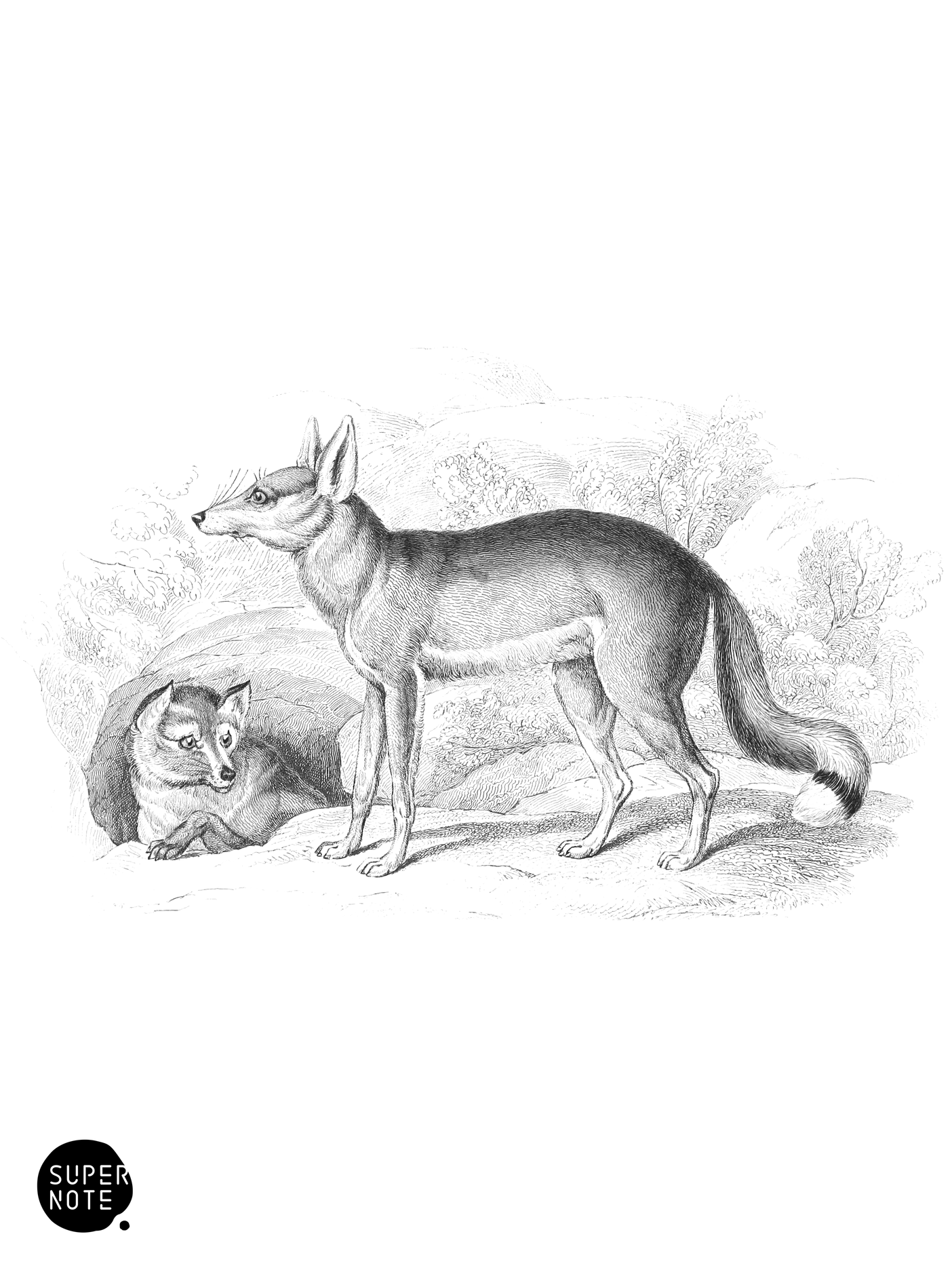 Syrian & Egyptian Foxes (vol-28 plate-21-star).png