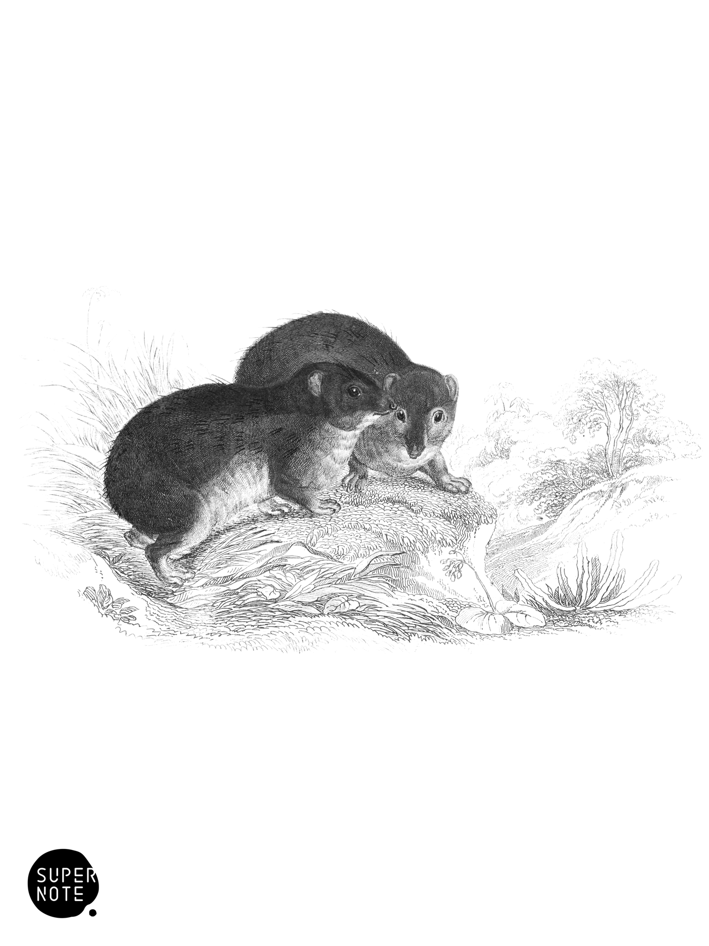 Syrian Hyrax (vol-13 plate-14).png