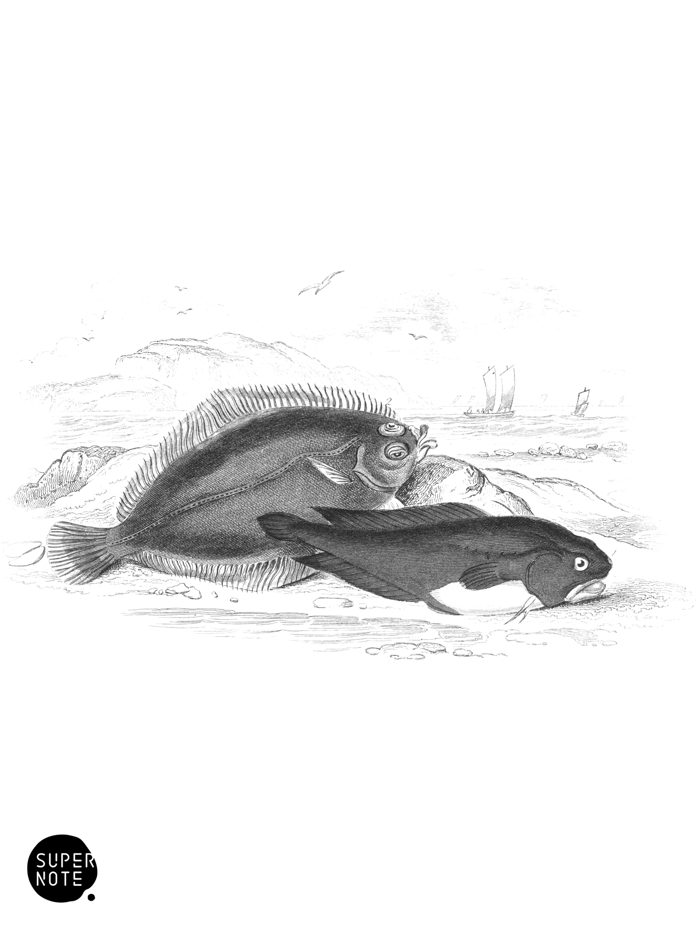Tadpole Fish & Dab (vol-39 plate-10).png