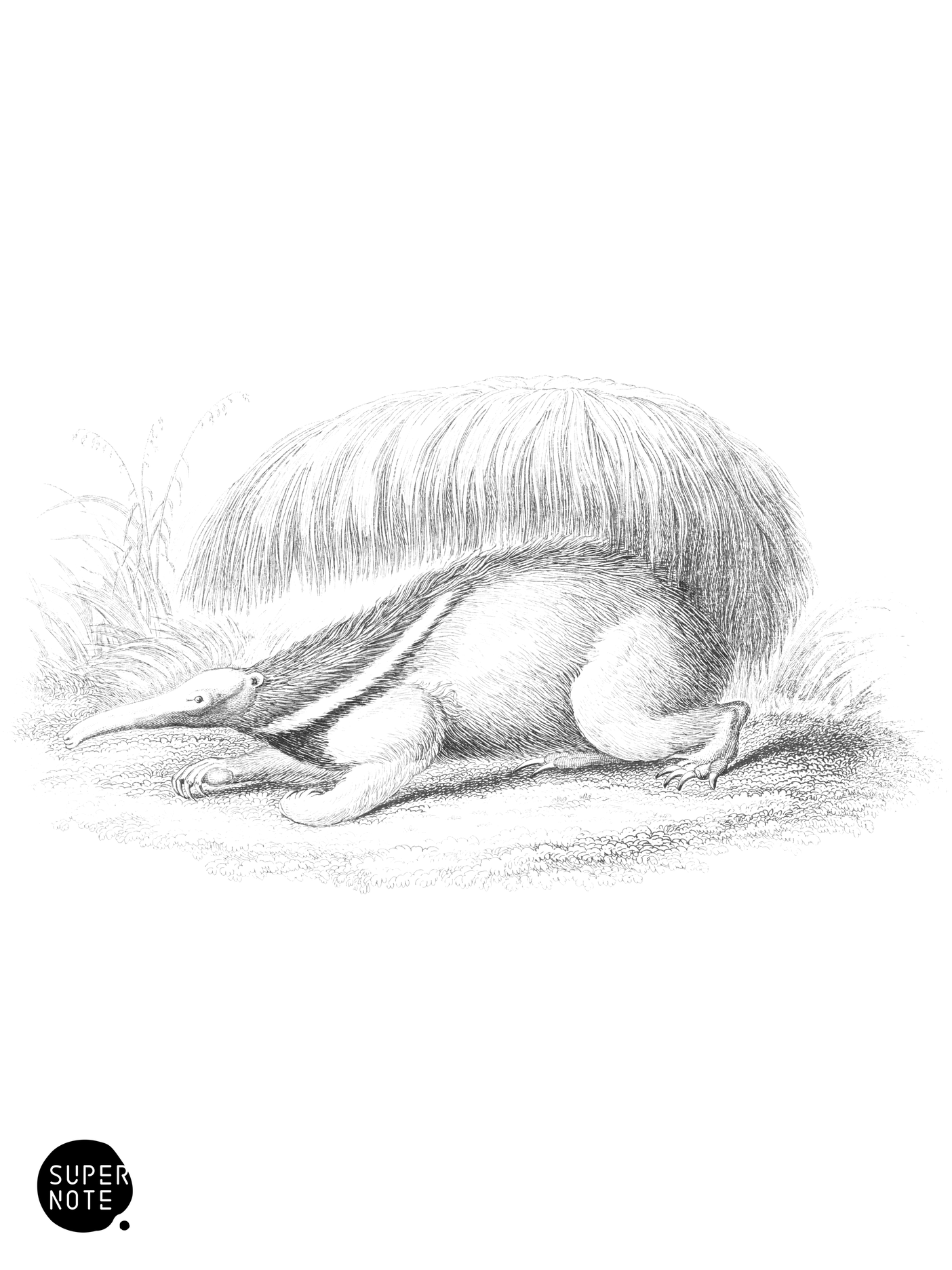 Tamandua or Great Anteater (vol-35 plate-22).png