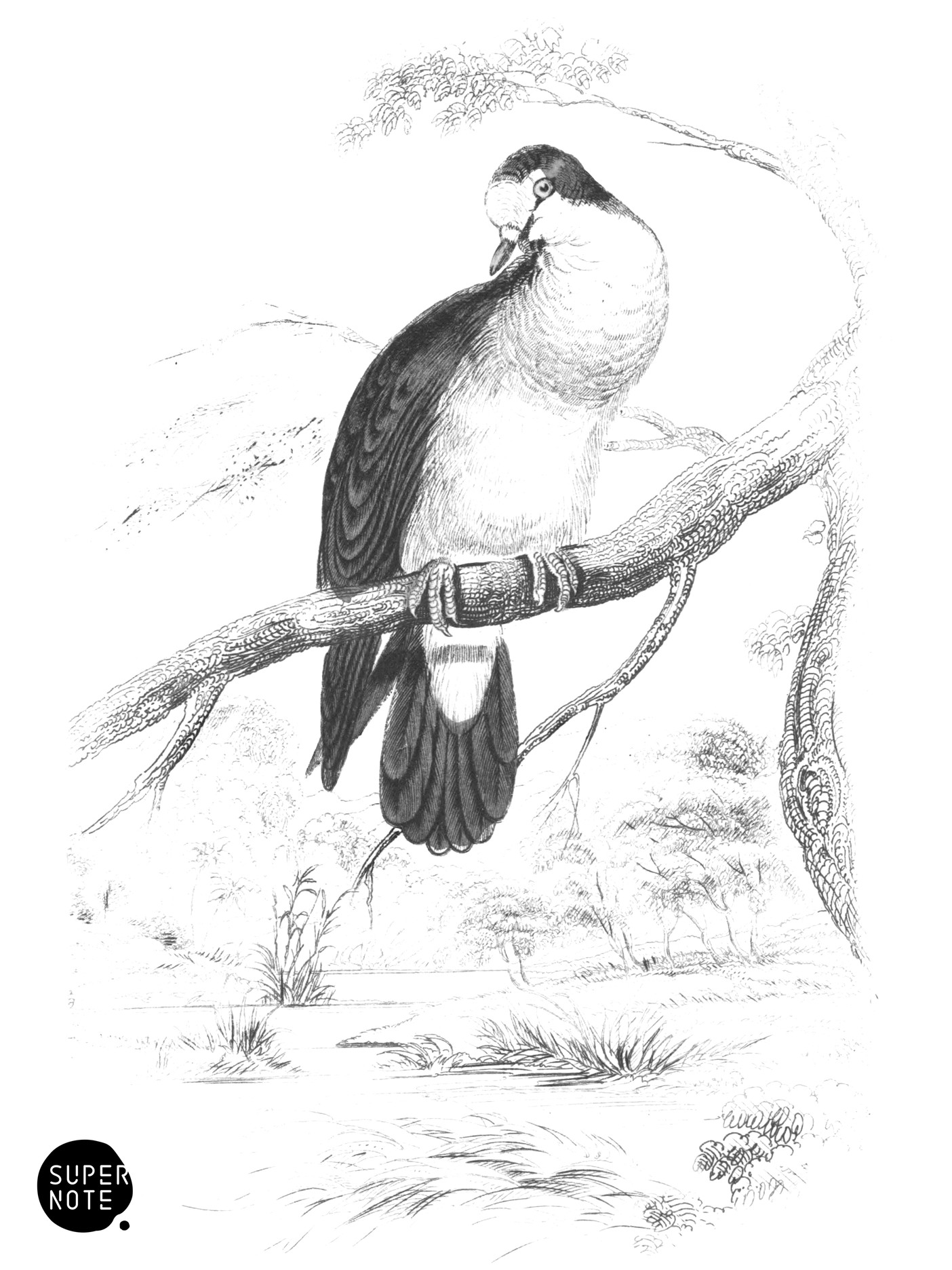 Tambourine Ground Dove (vol-09 plate-23).png