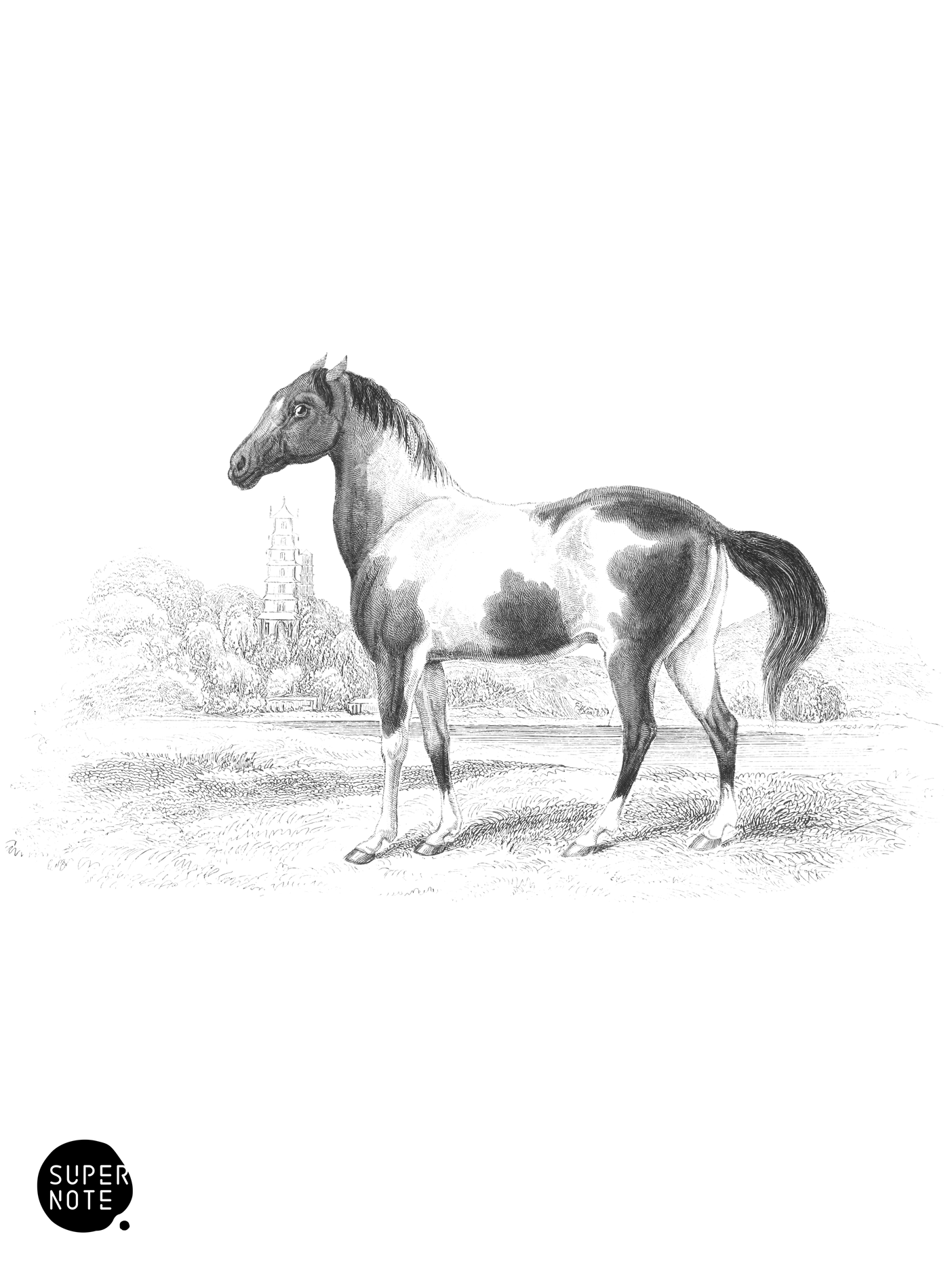 Tangum, Piebald, or Skewbald Horse (vol-31 plate-7).png