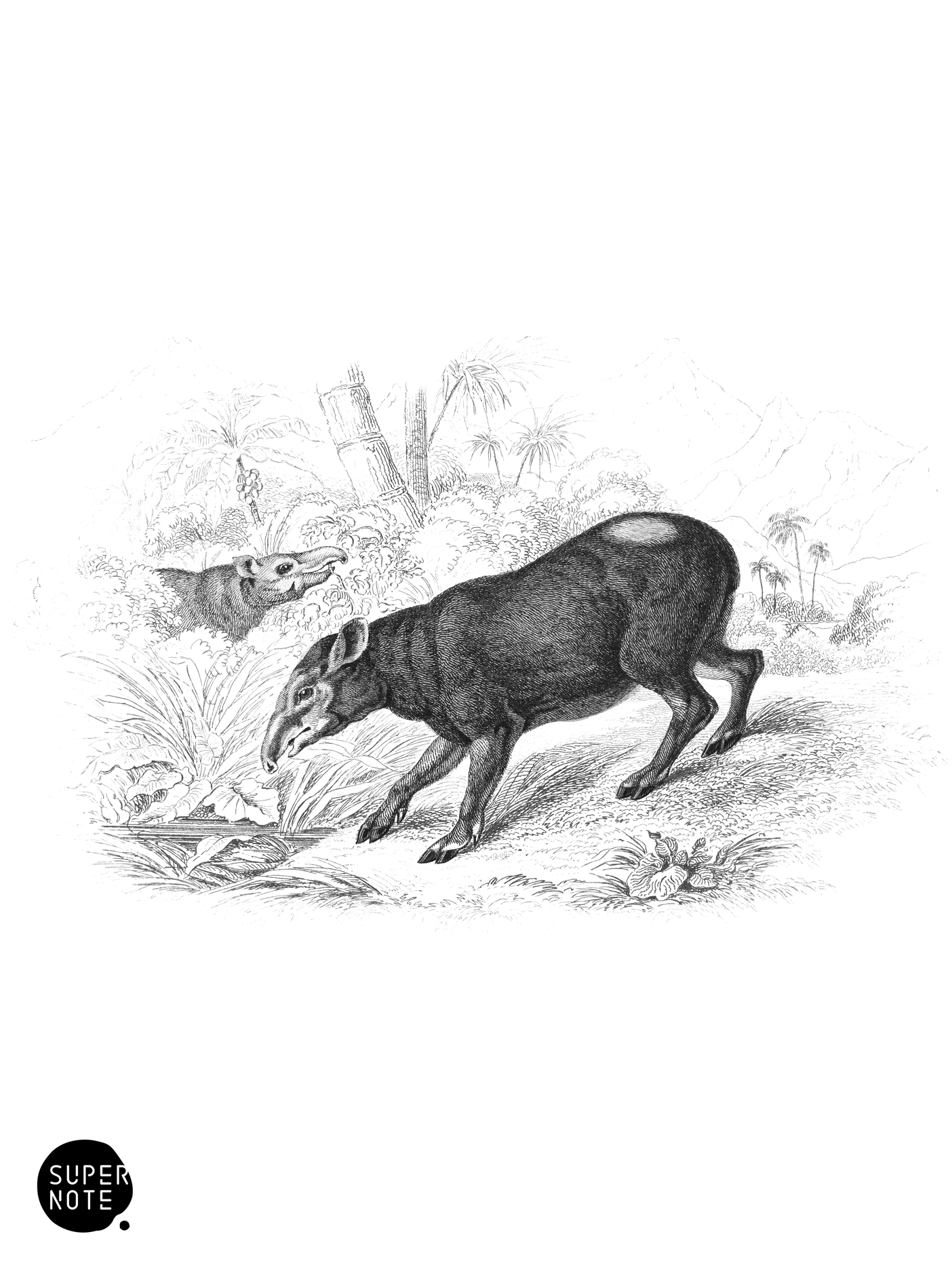 Tapir of the Andes (vol-13 plate-29).png