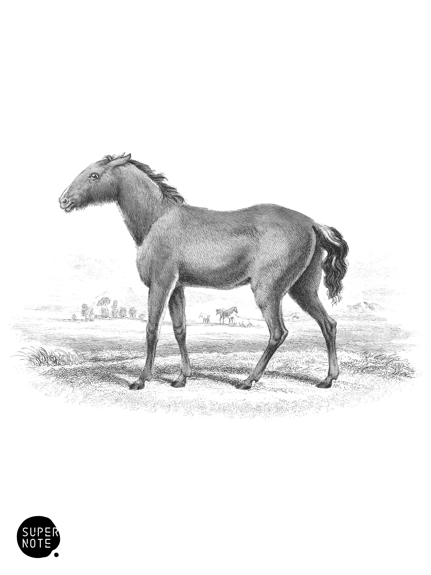 Tarpan Wild Horse (vol-31 plate-3).png