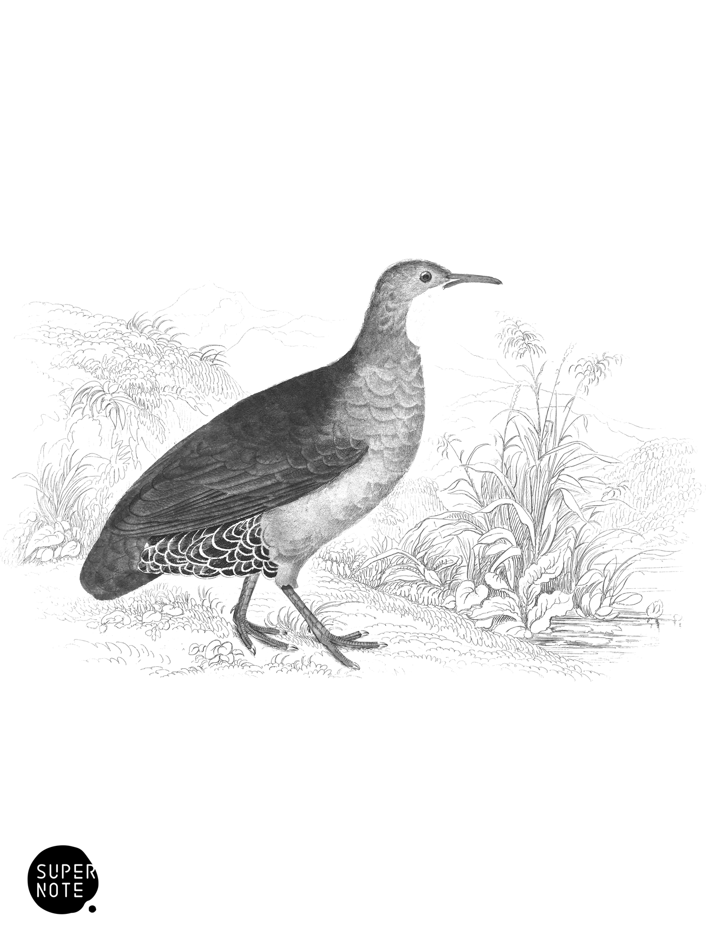 Tataupa (vol-06 plate-30).png