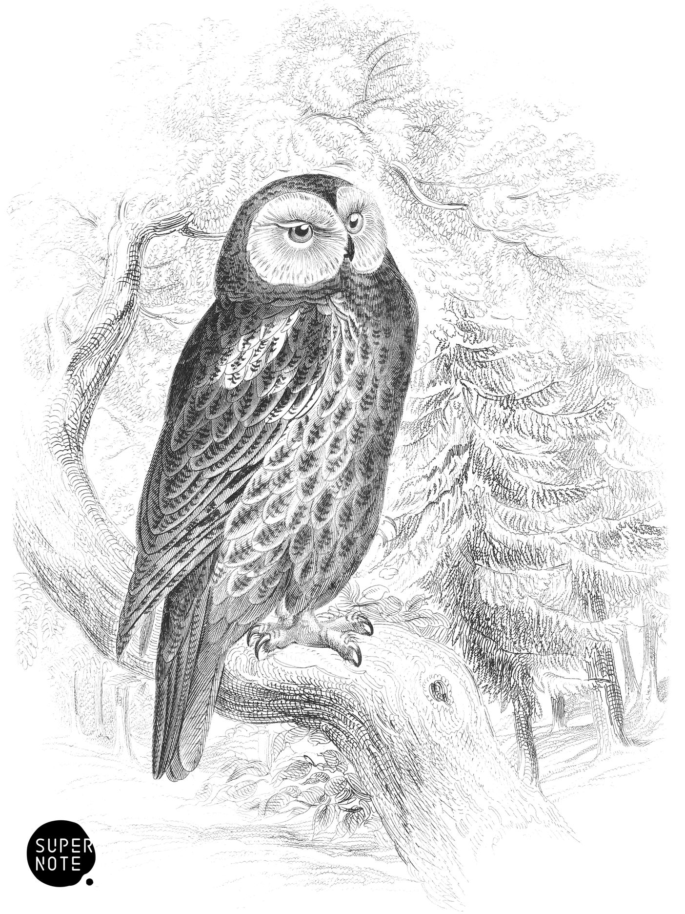 Tawny Owl (vol-20 plate-28).png
