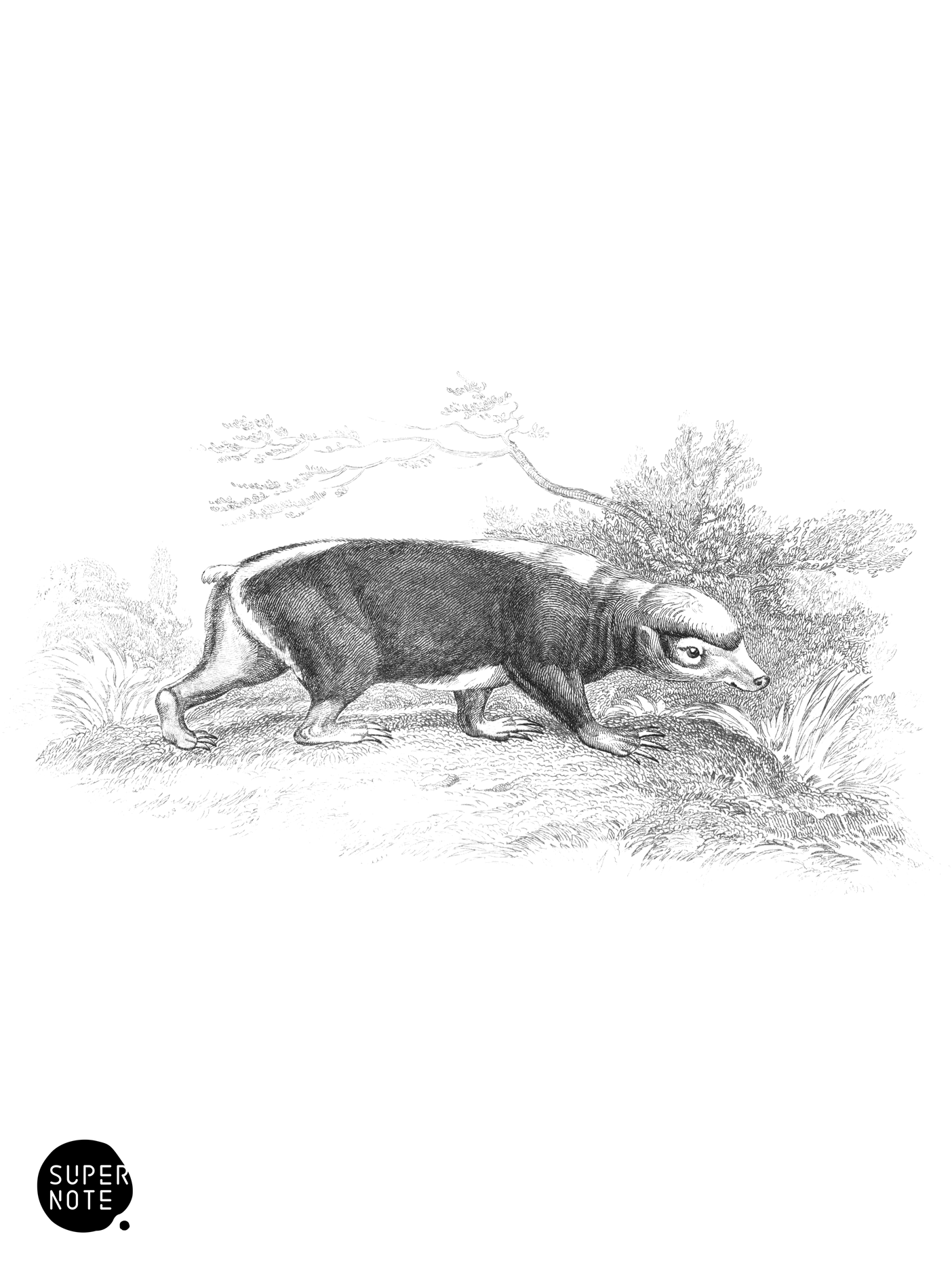 Telegon or Stinkard (vol-35 plate-15).png