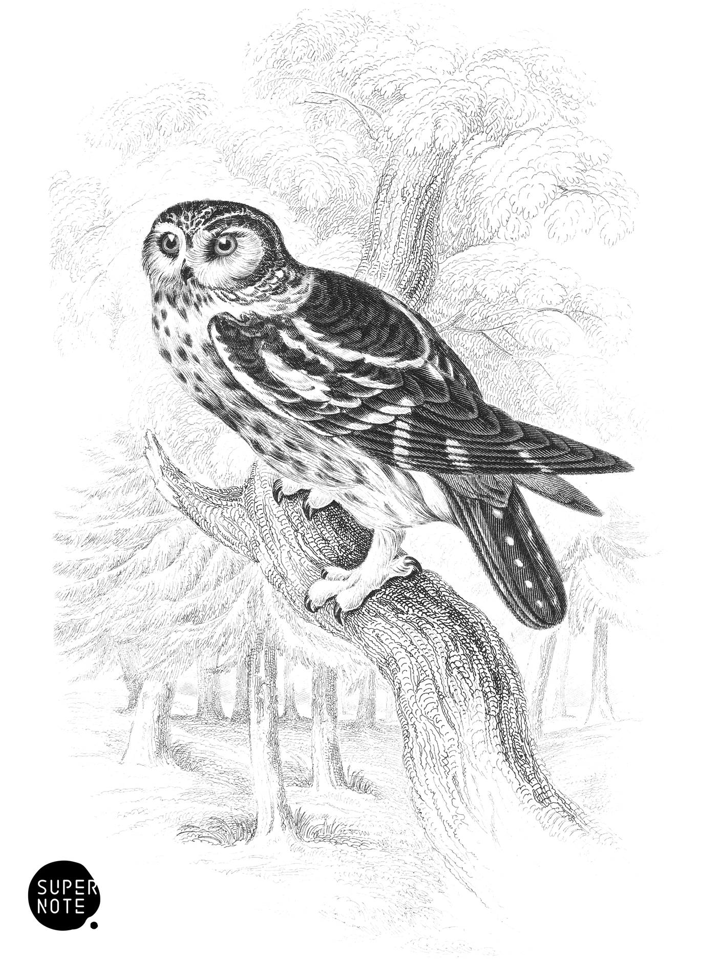 Tengmalm’s Night Owl (vol-20 plate-29).png