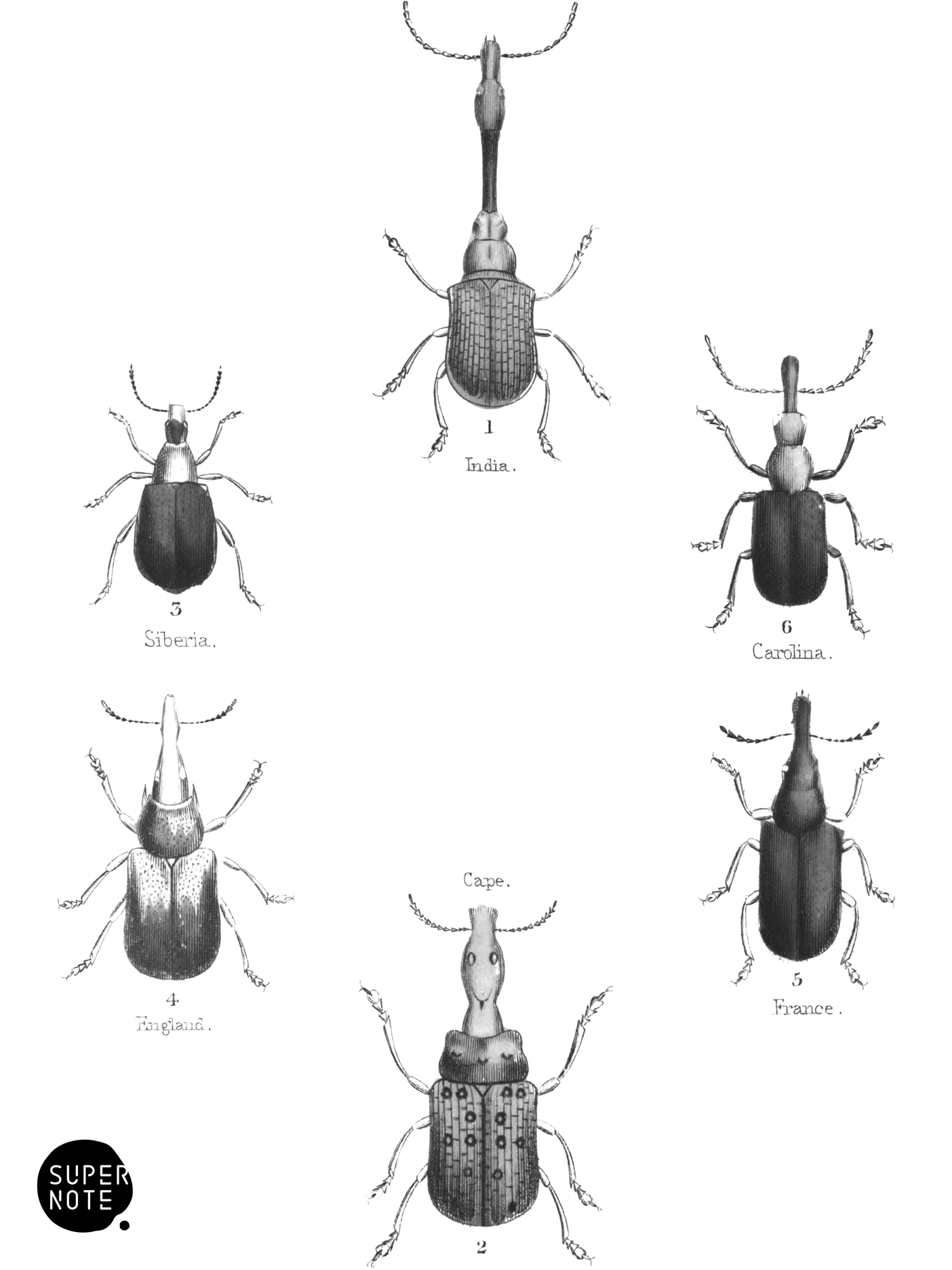 Tetramera (vol-08 plate-20).png